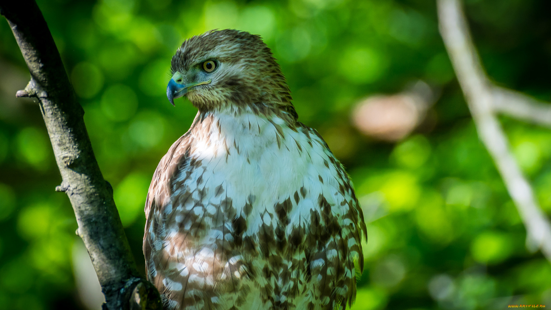 животные, птицы, -, хищники, взгляд
