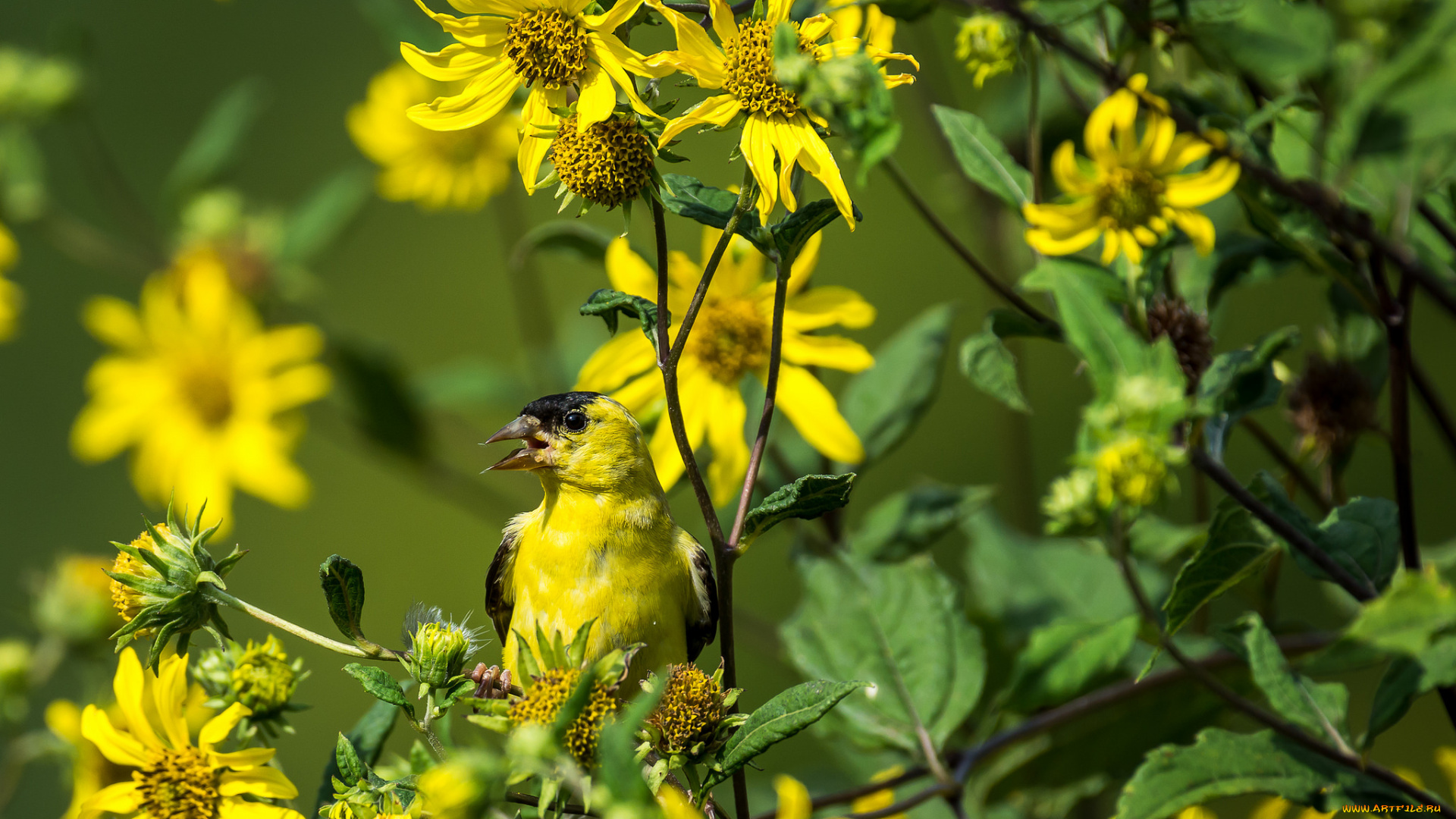 животные, птицы, птичка