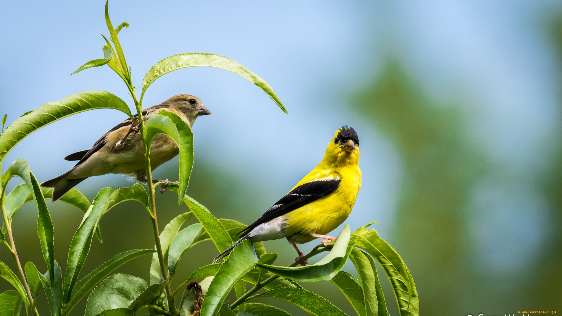 животные, птицы, птичка