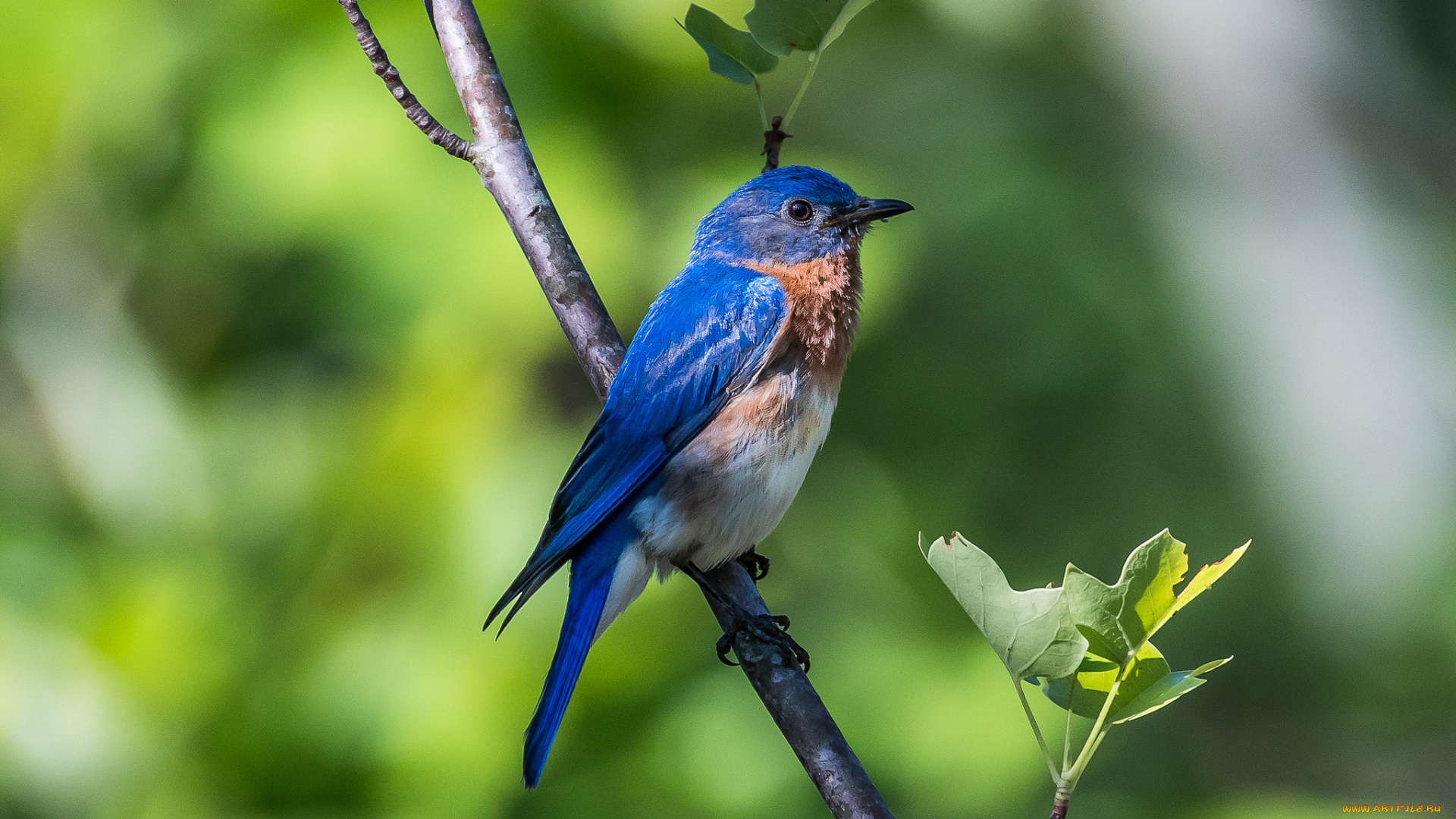 животные, птицы, птичка