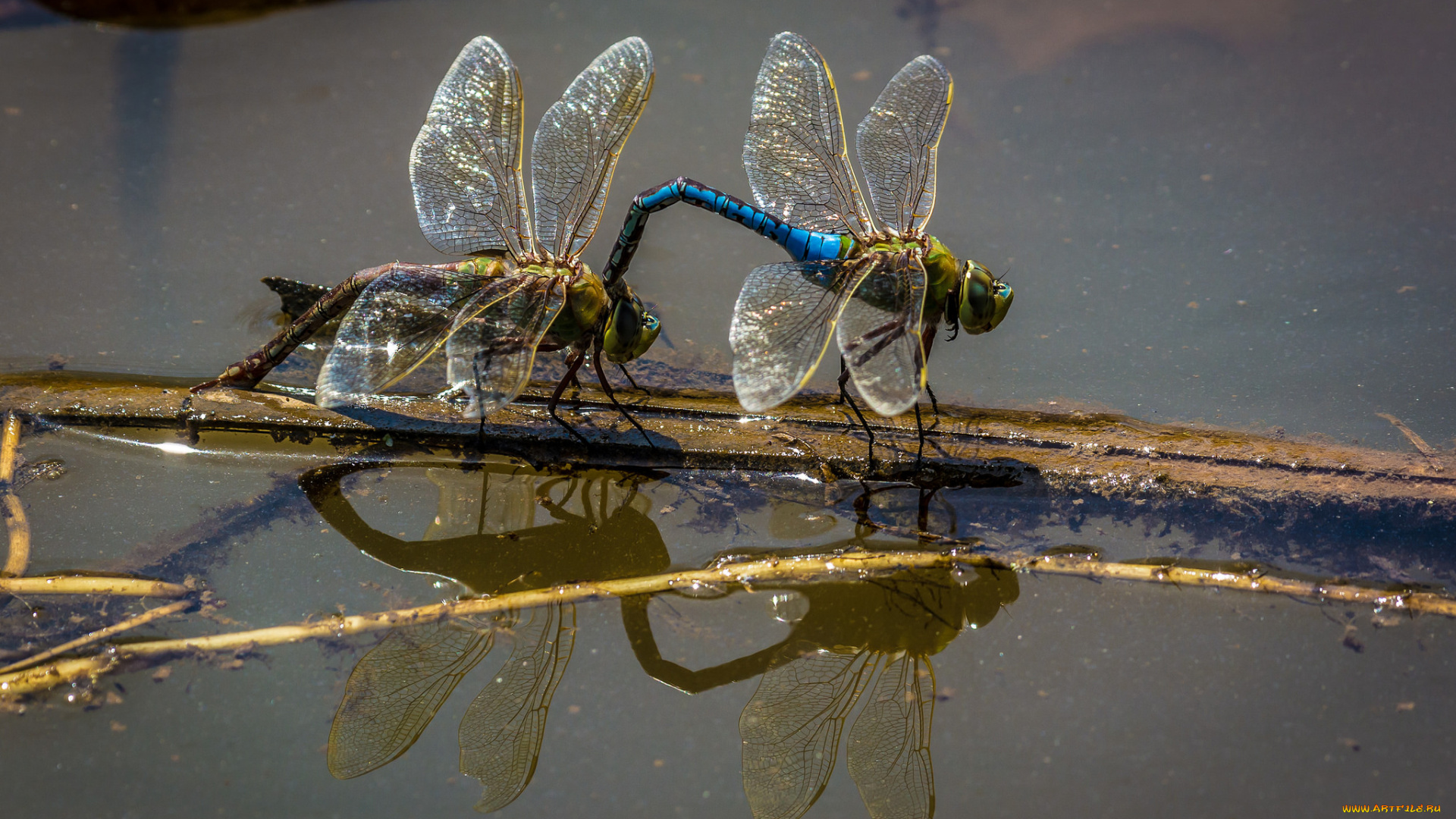 животные, стрекозы