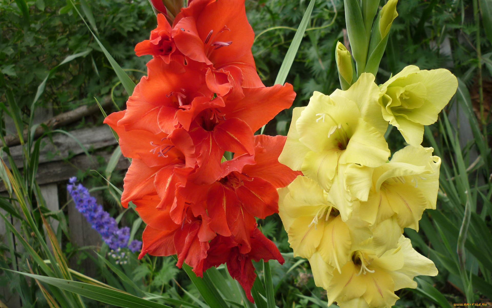 цветы, гладиолусы