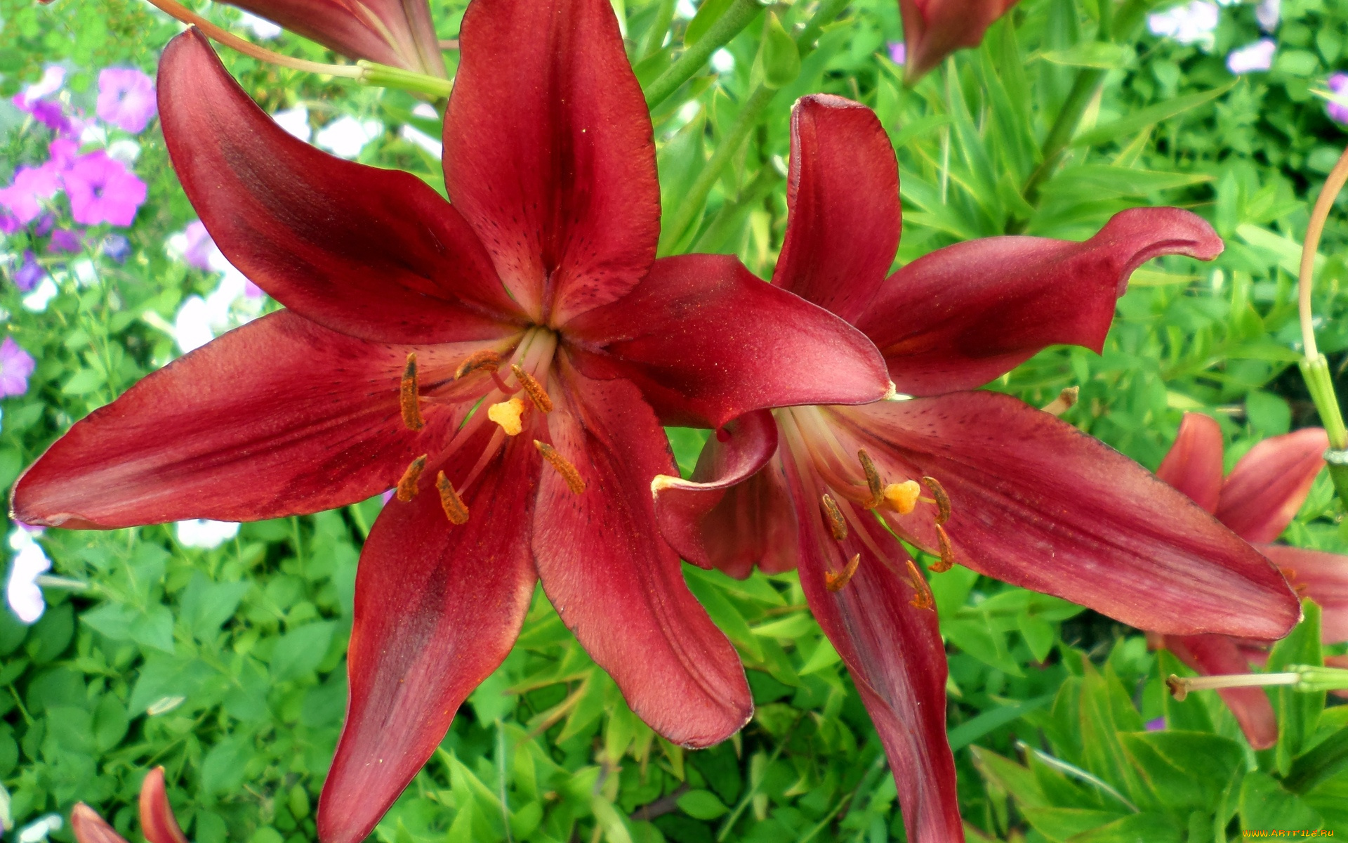 цветы, лилии, , лилейники, июль, декоративная, лилия