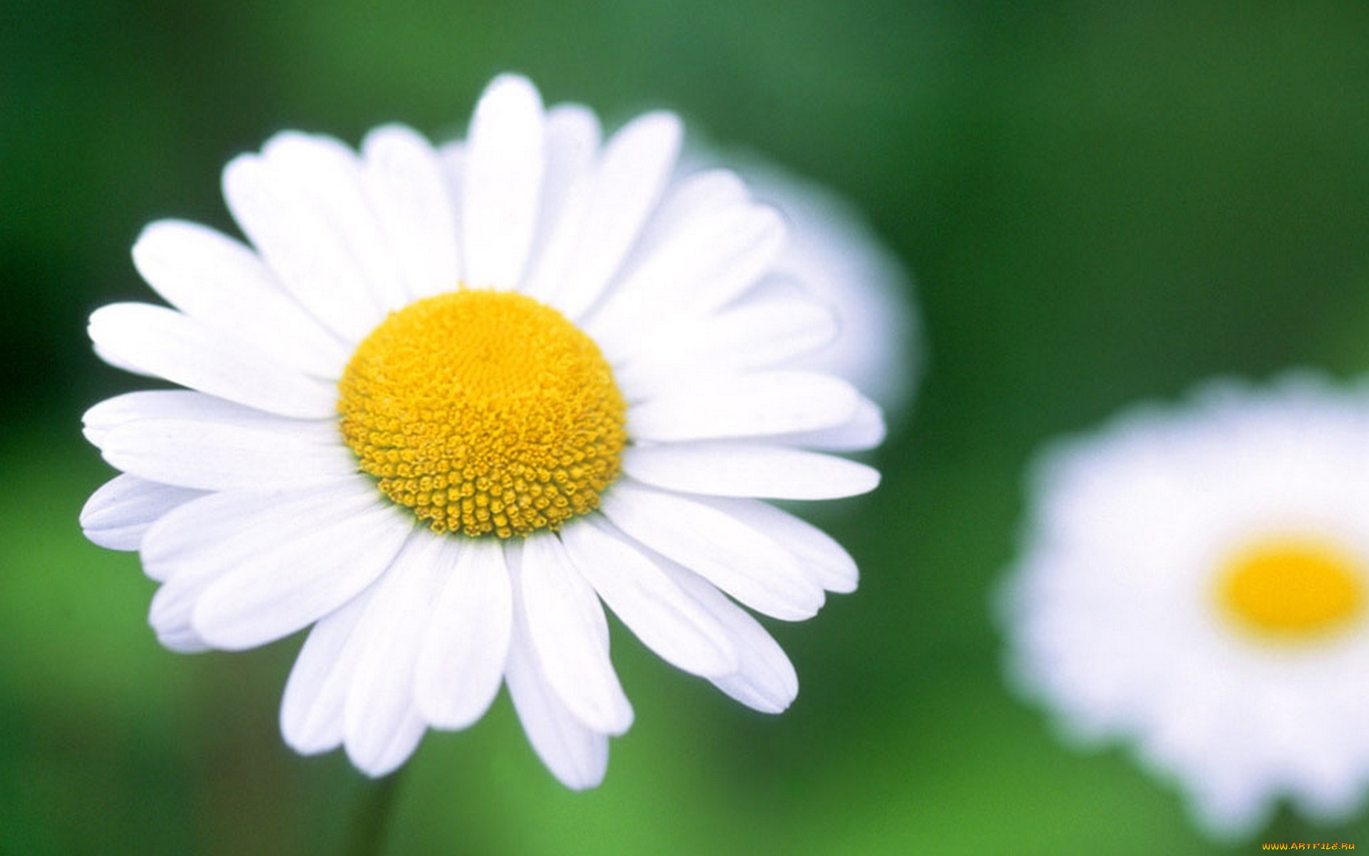 цветы, ромашки, белые
