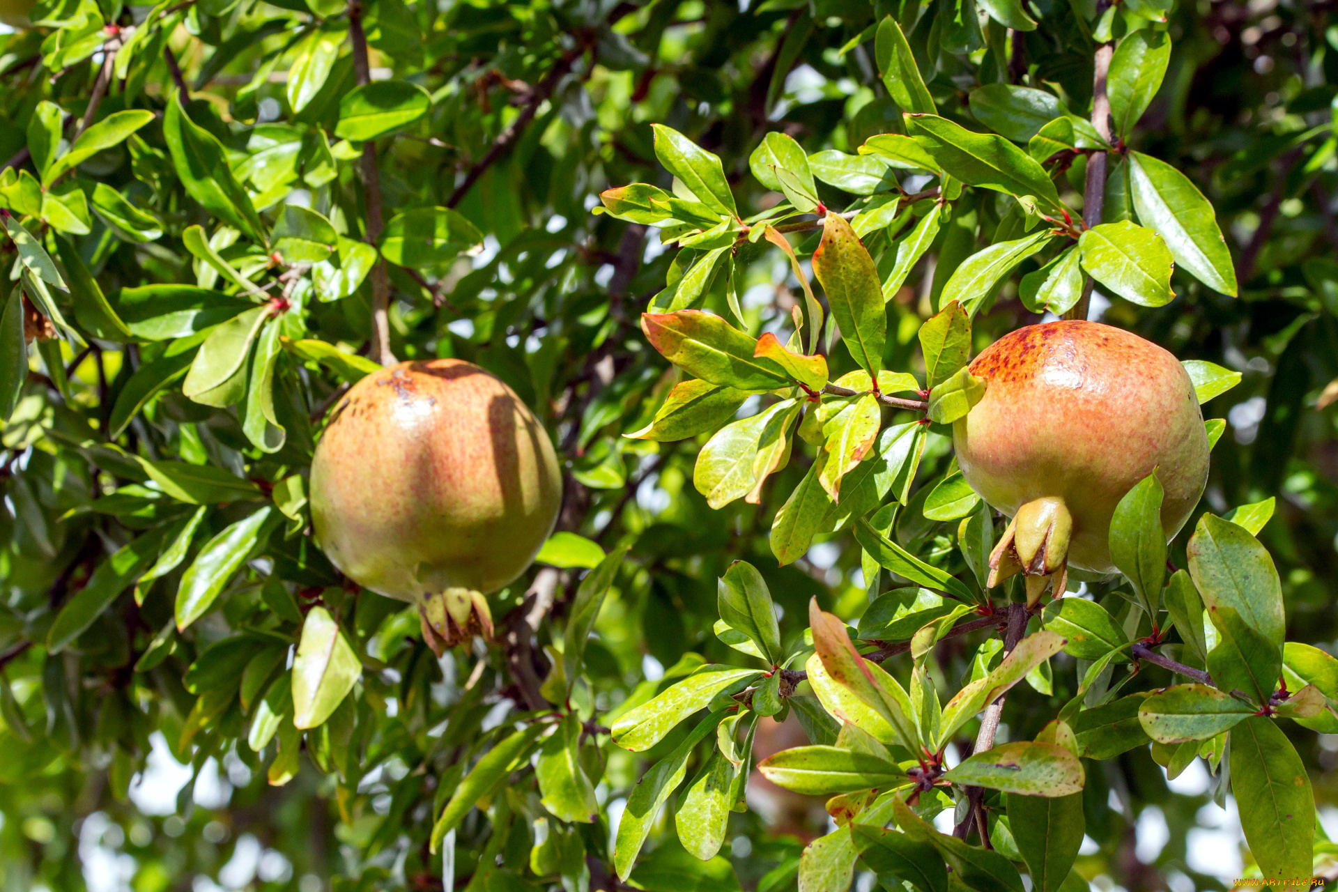 природа, плоды, гранат