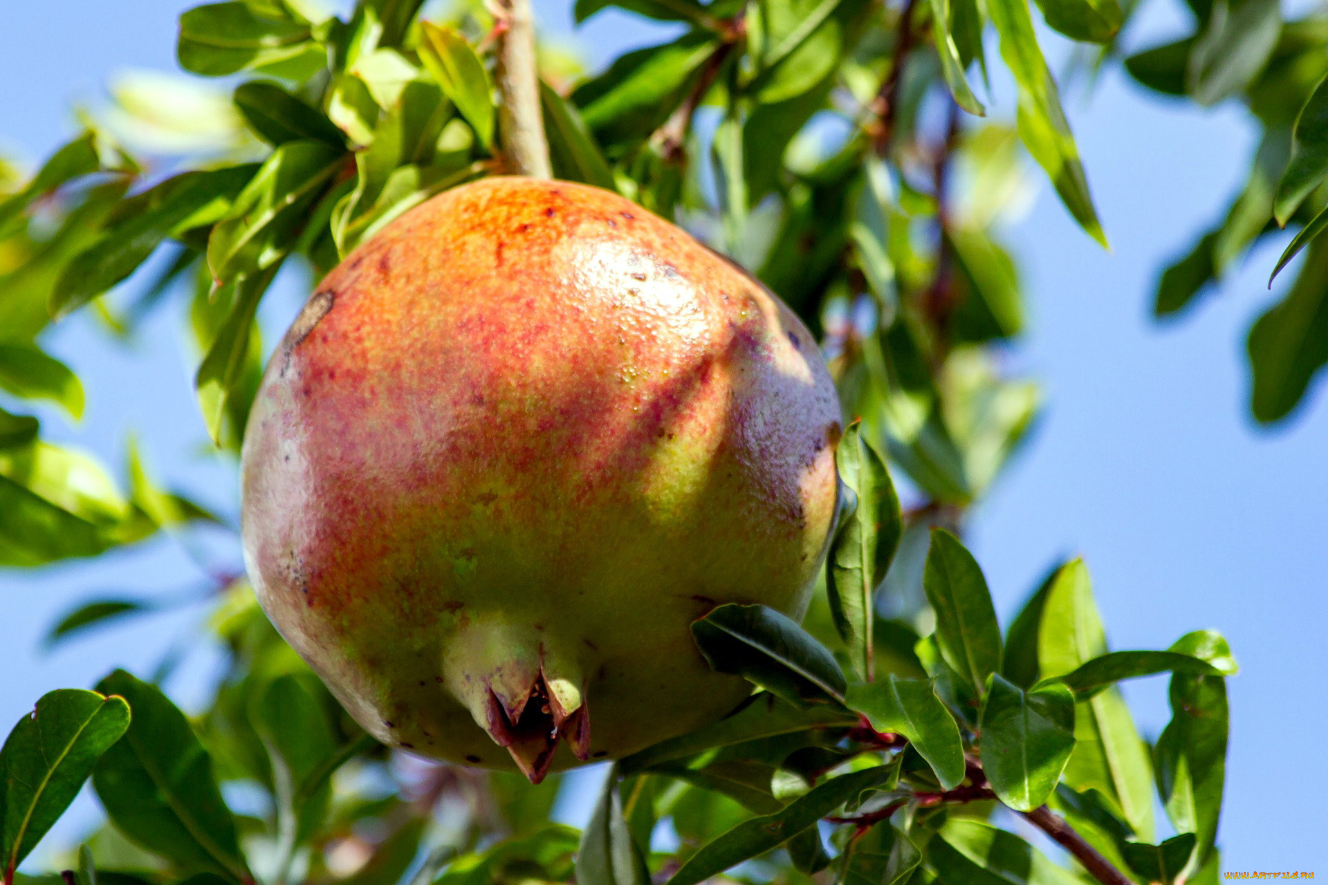 природа, плоды, гранат