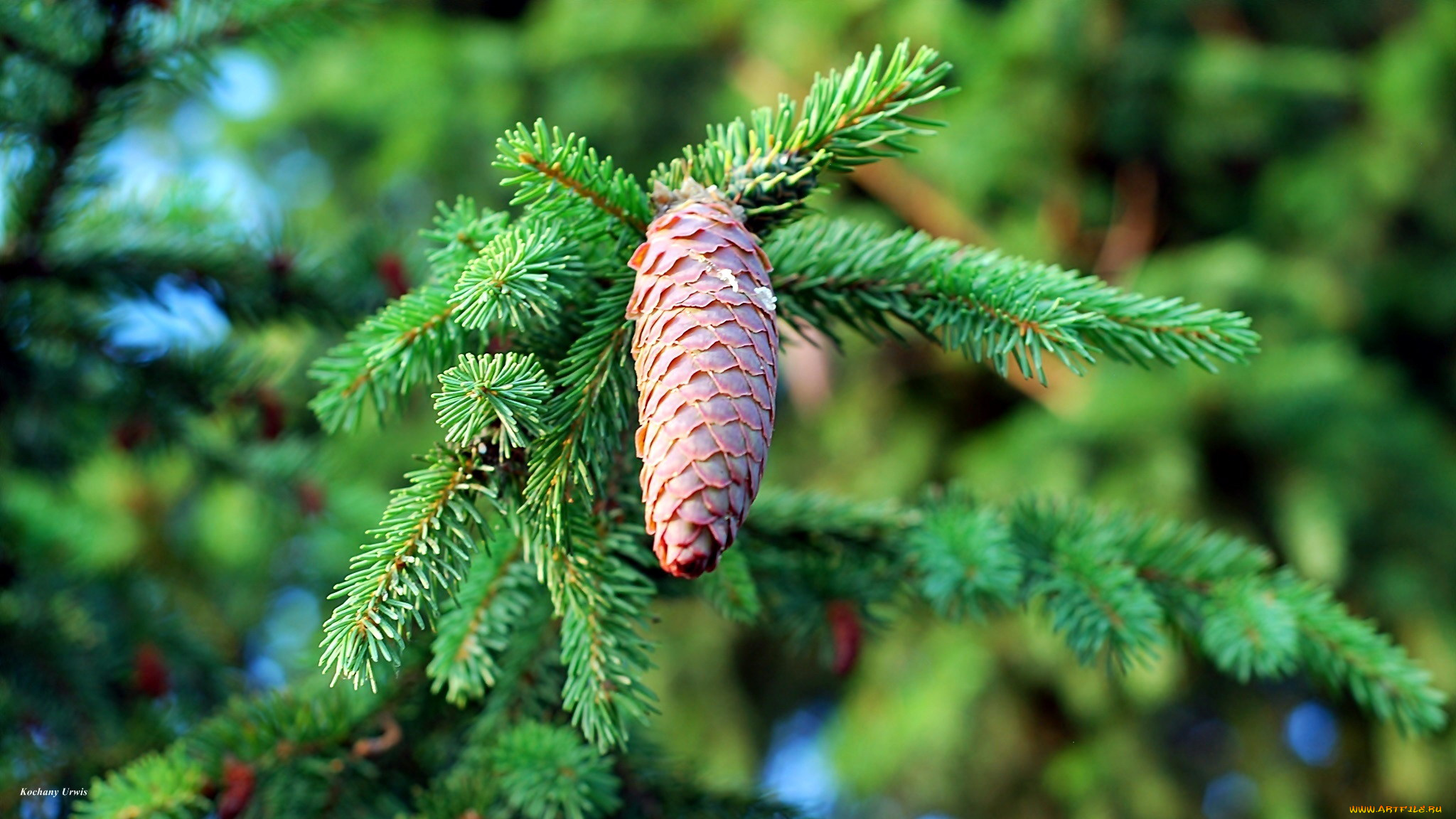 природа, шишки, , жёлуди, , каштаны, еловая, шишка, ветка