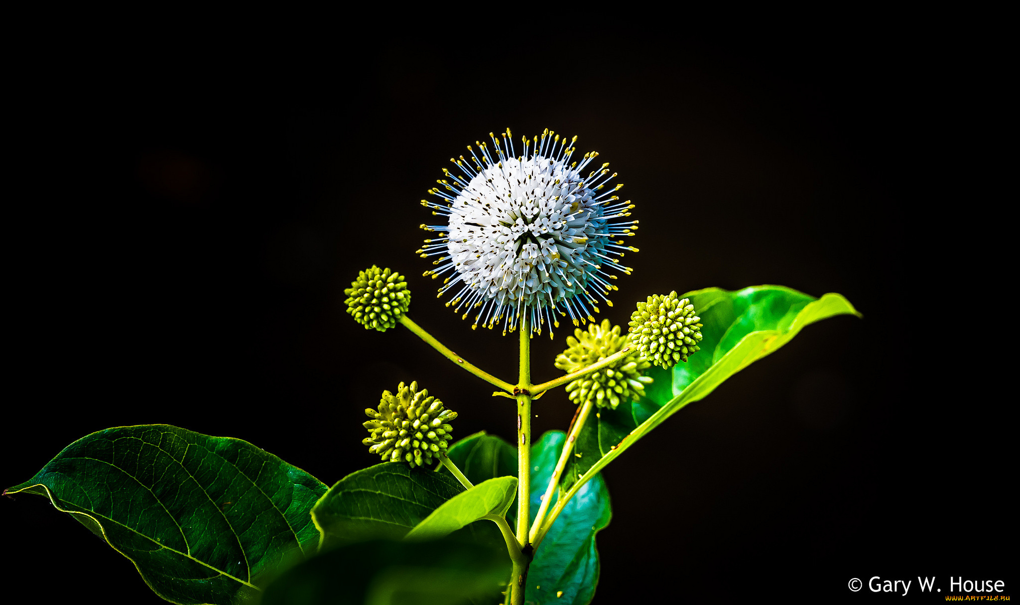 цветы, луговые, , полевые, , цветы, макро