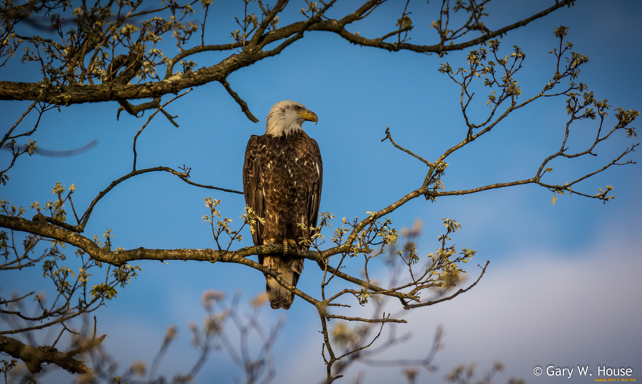 животные, птицы, -, хищники, орёл