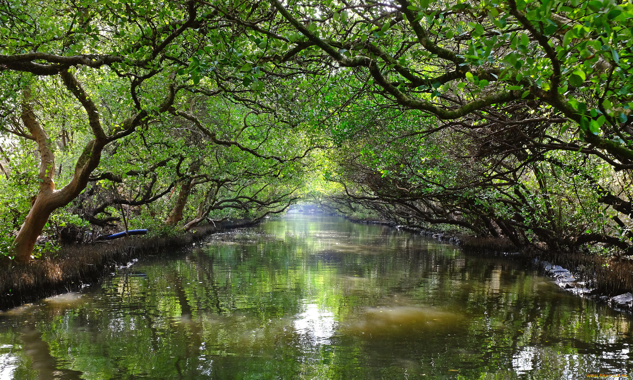 природа, реки, озера, река, лес