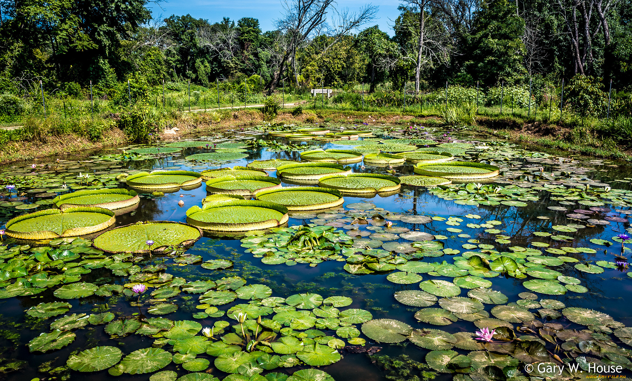 природа, реки, озера, пруд