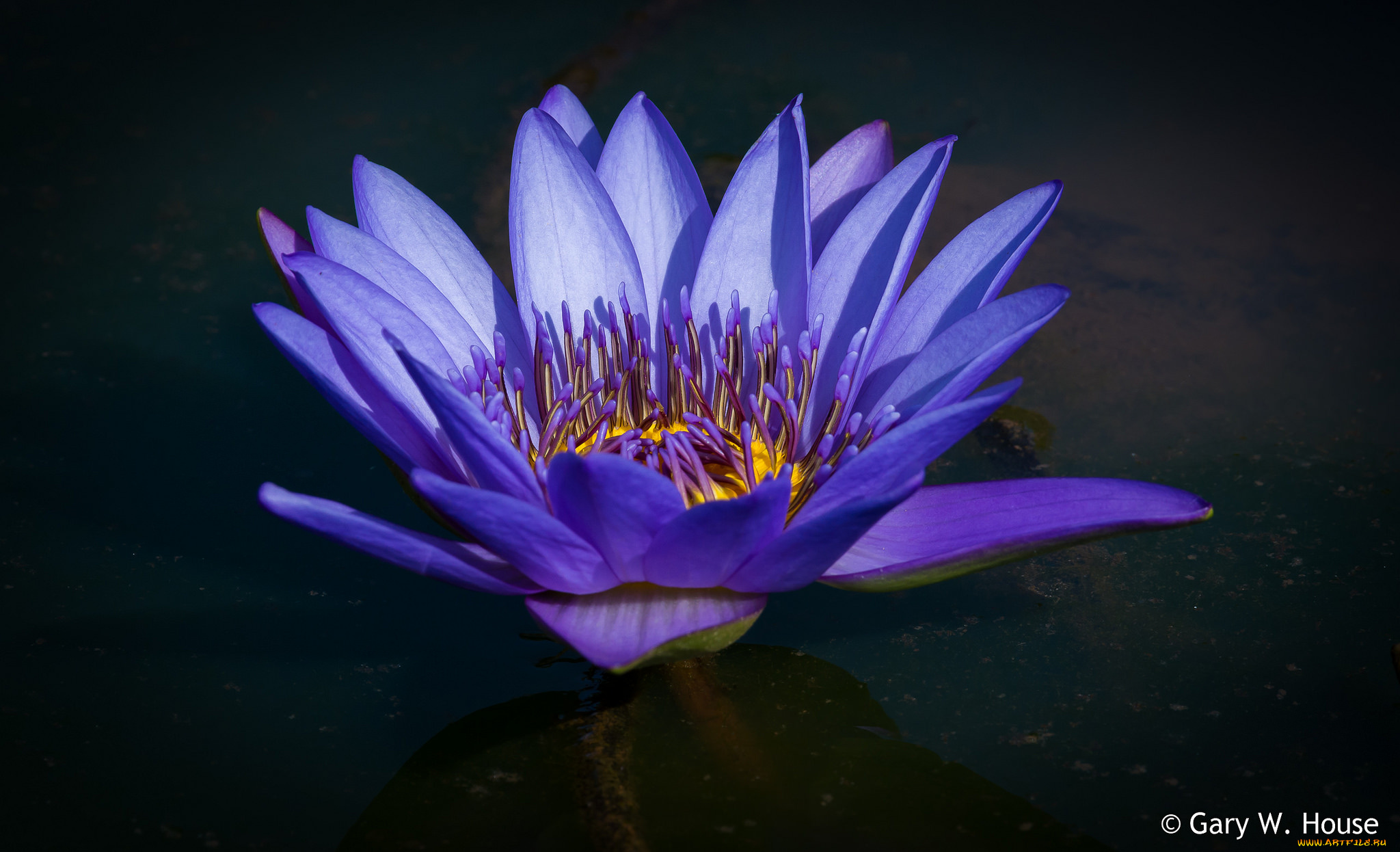 цветы, лилии, водяные, , нимфеи, , кувшинки, сиреневый