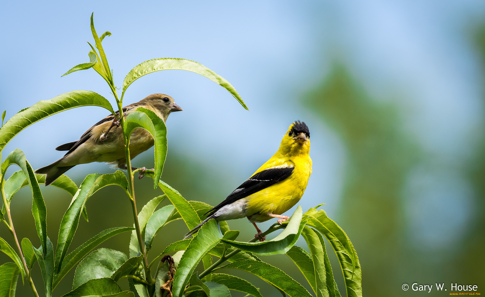 животные, птицы, птичка