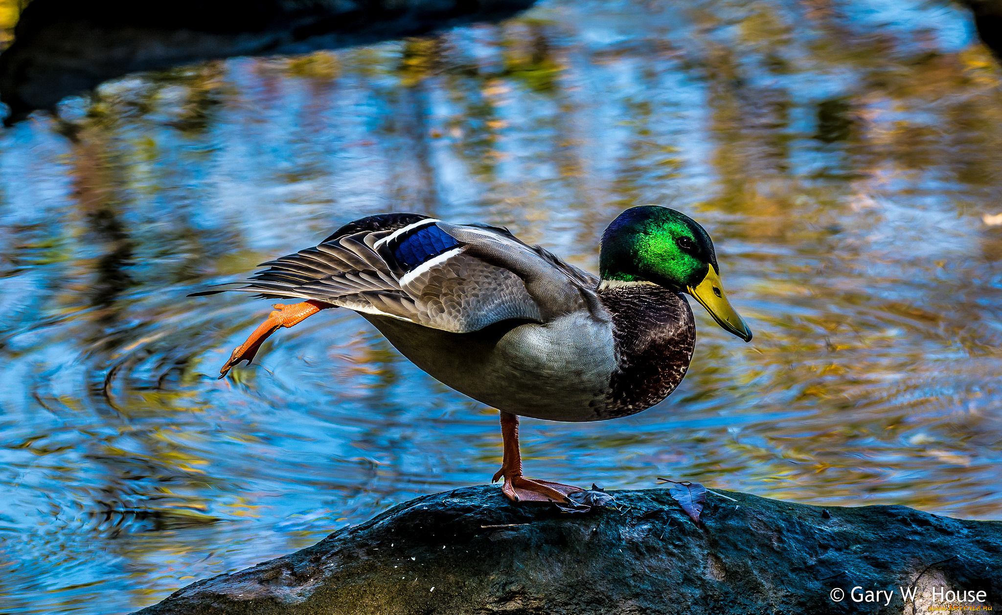 животные, утки, утак