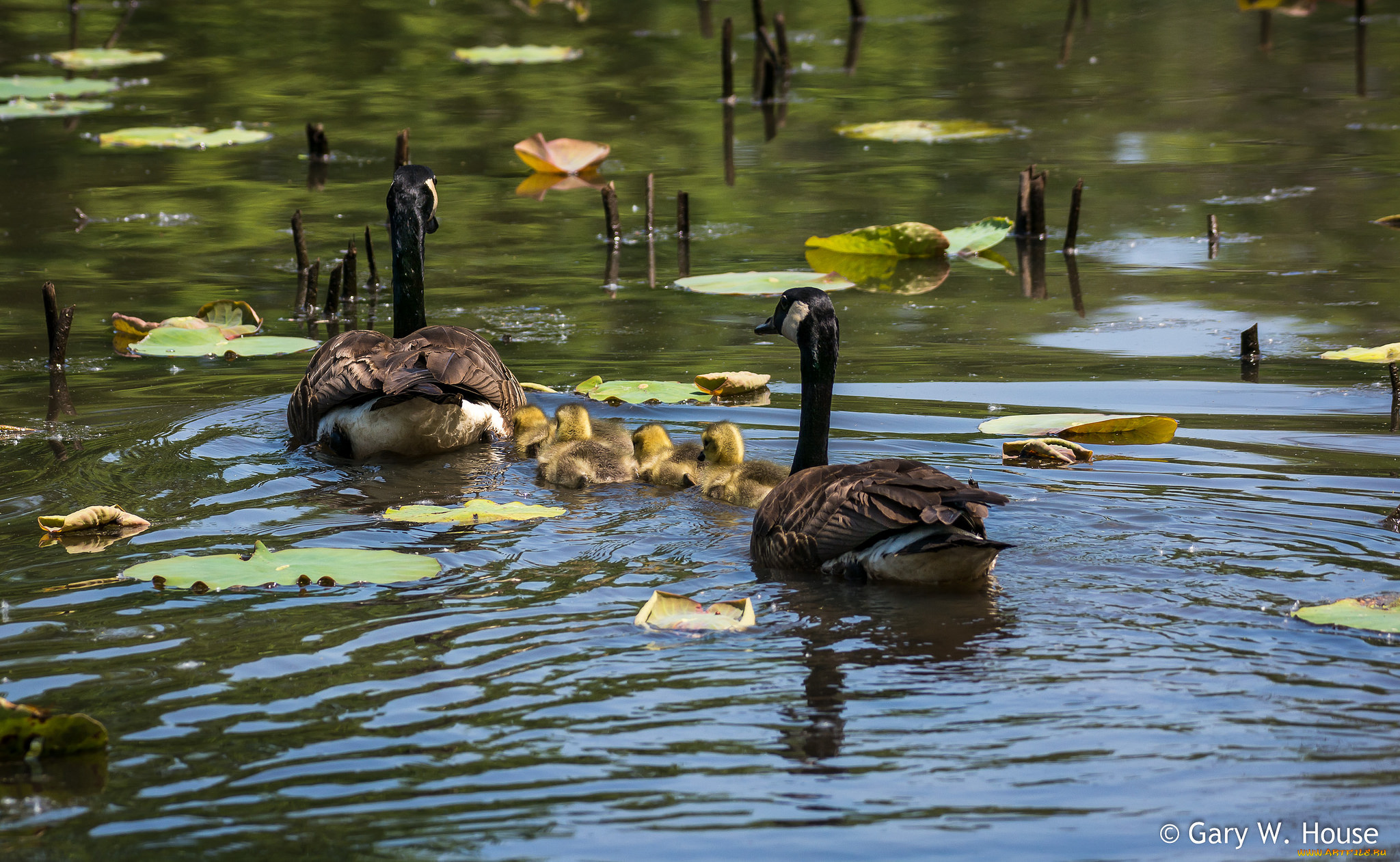 животные, гуси, стайка