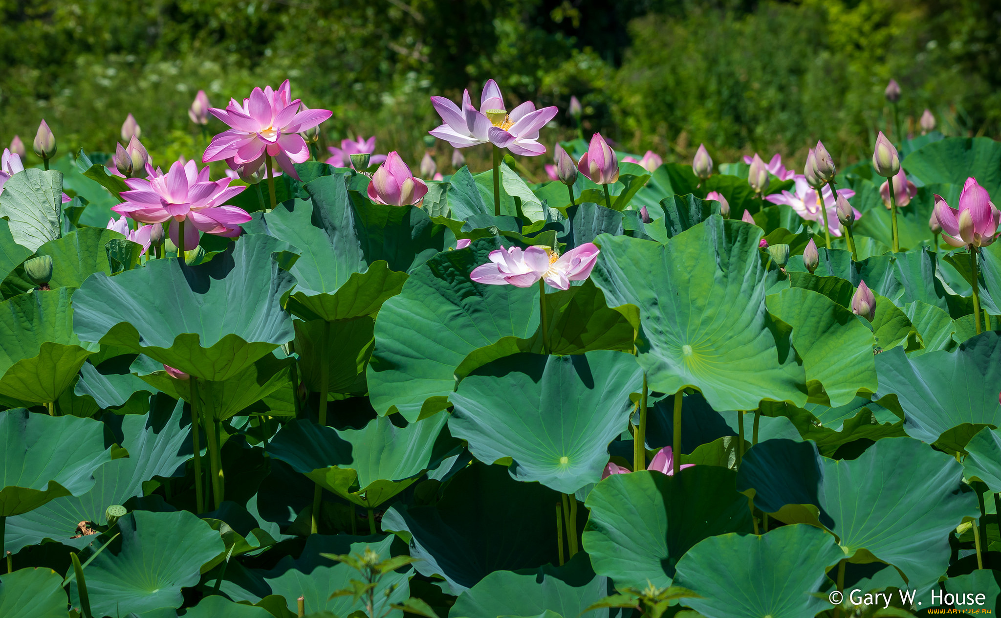 цветы, лотосы