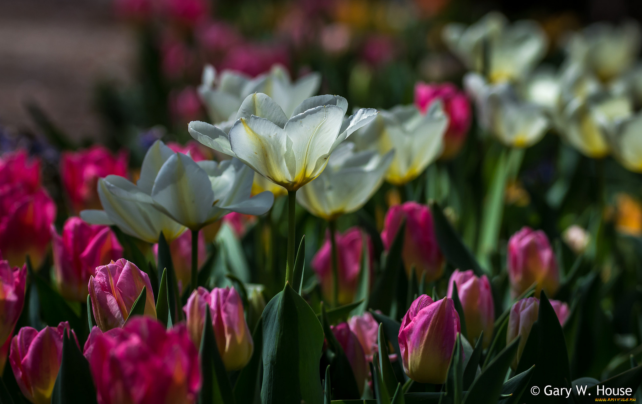 цветы, тюльпаны