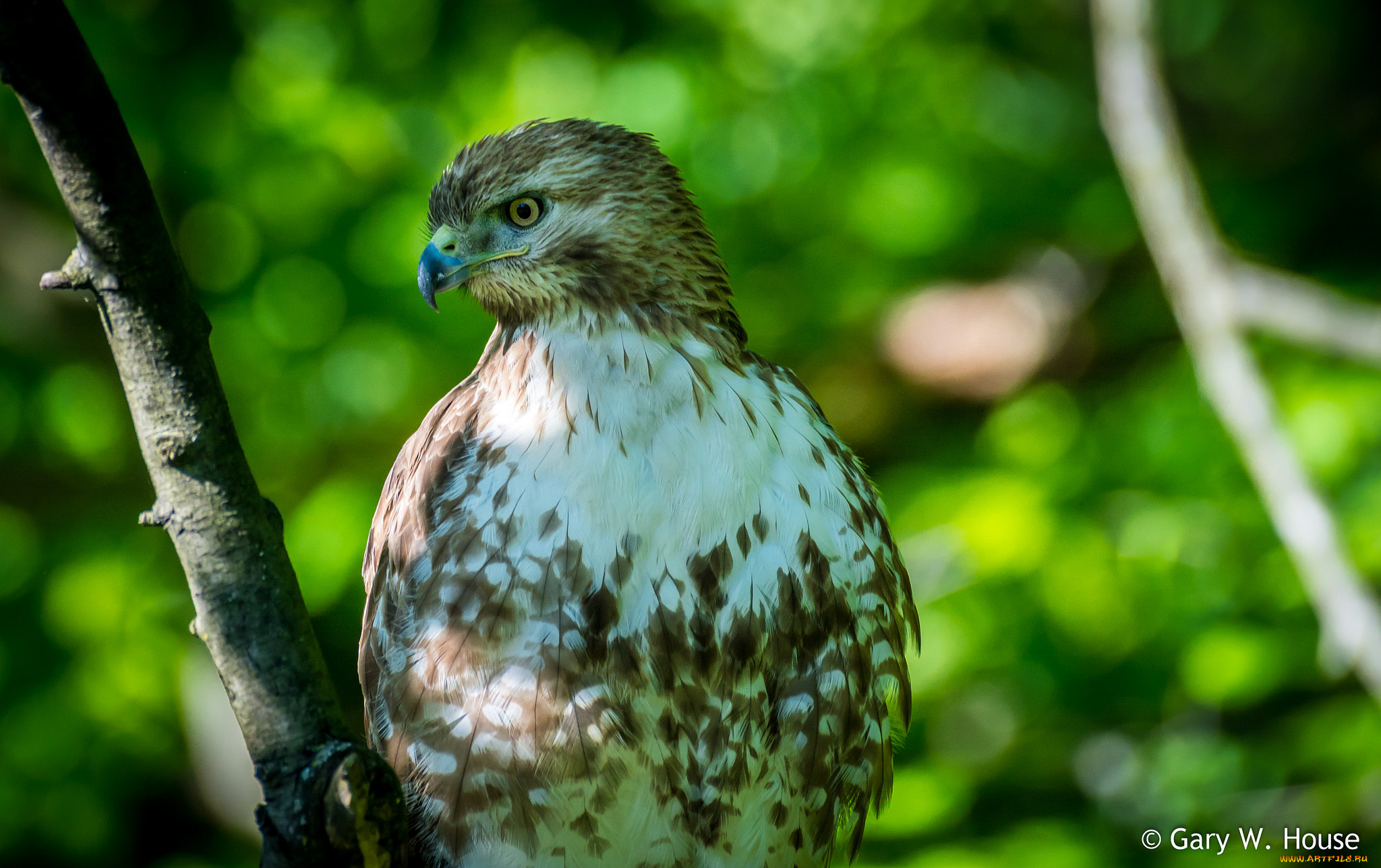 животные, птицы, -, хищники, взгляд