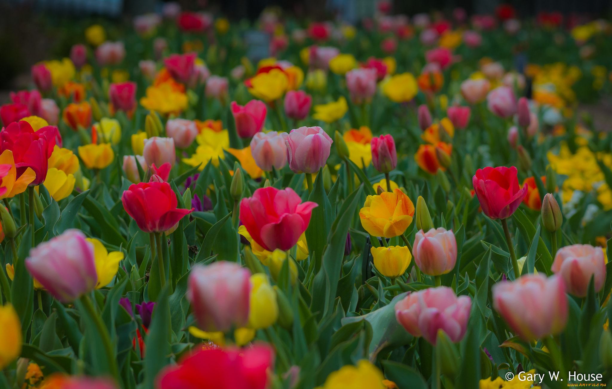 цветы, тюльпаны, разные