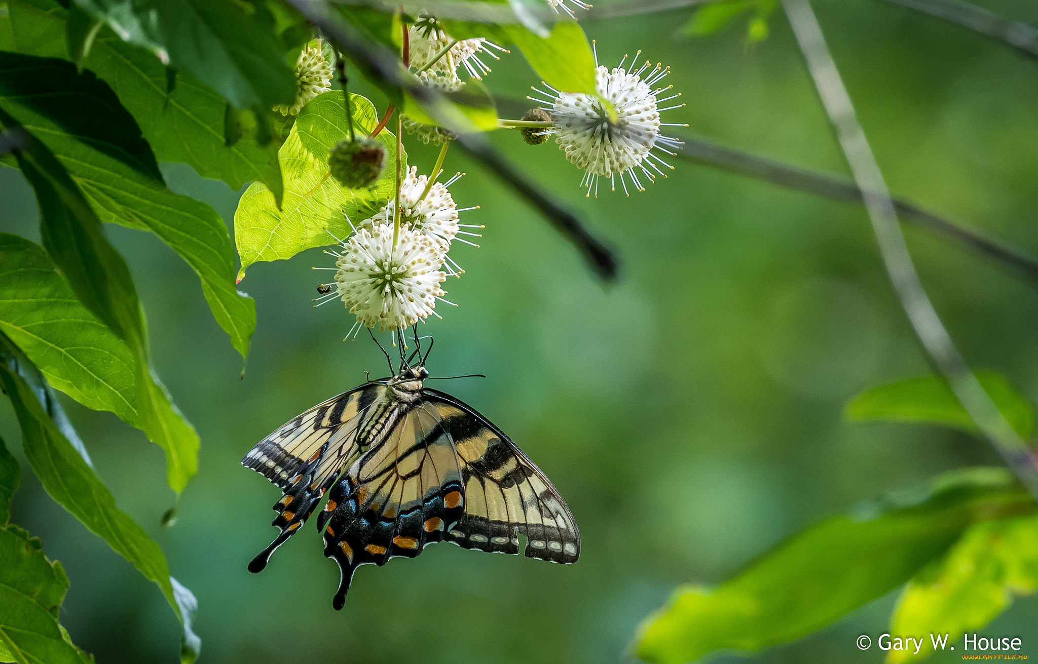 животные, бабочки, , мотыльки, , моли, бабочка
