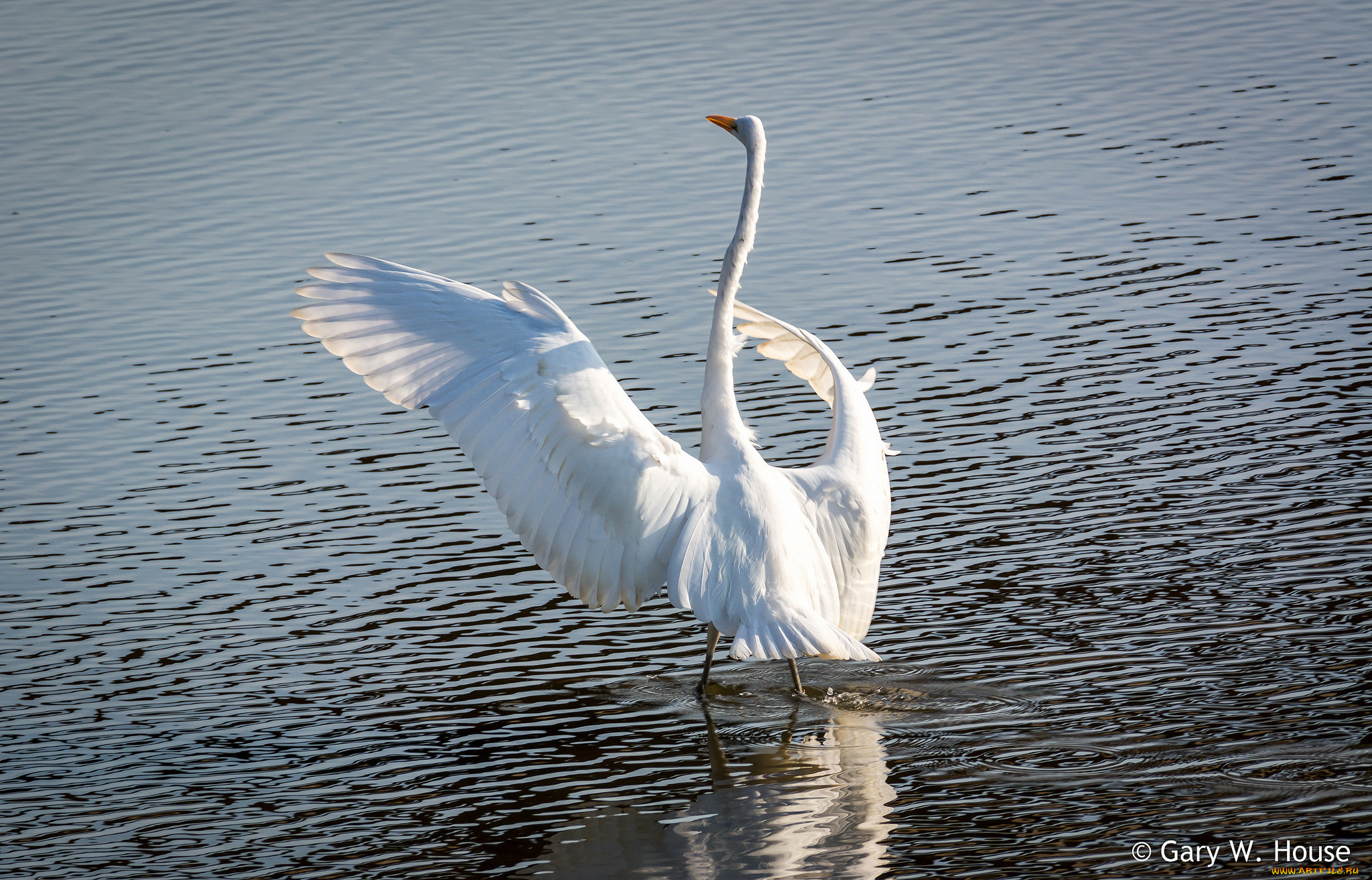 животные, цапли, , выпи, цапля