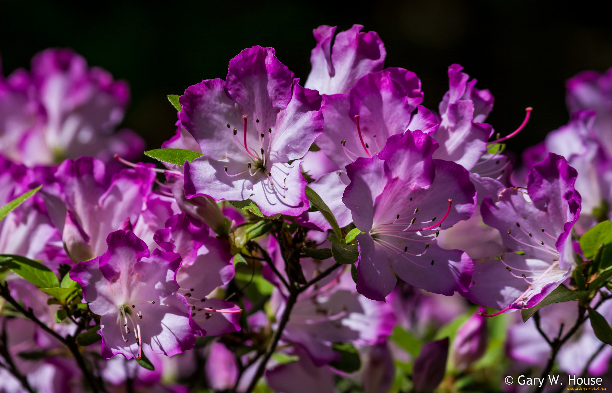 цветы, рододендроны, , азалии, розовые