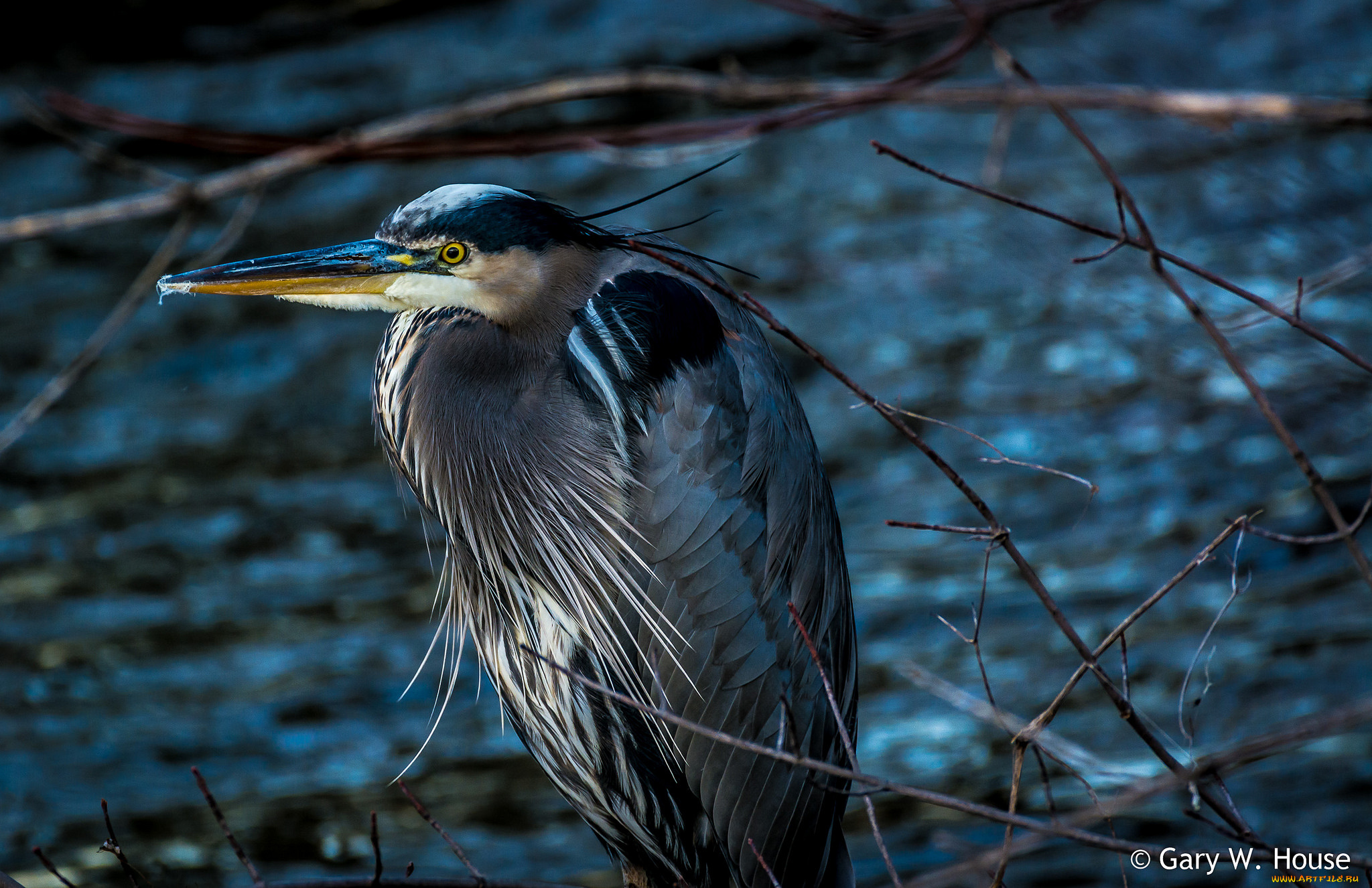 животные, цапли, , выпи, цапля