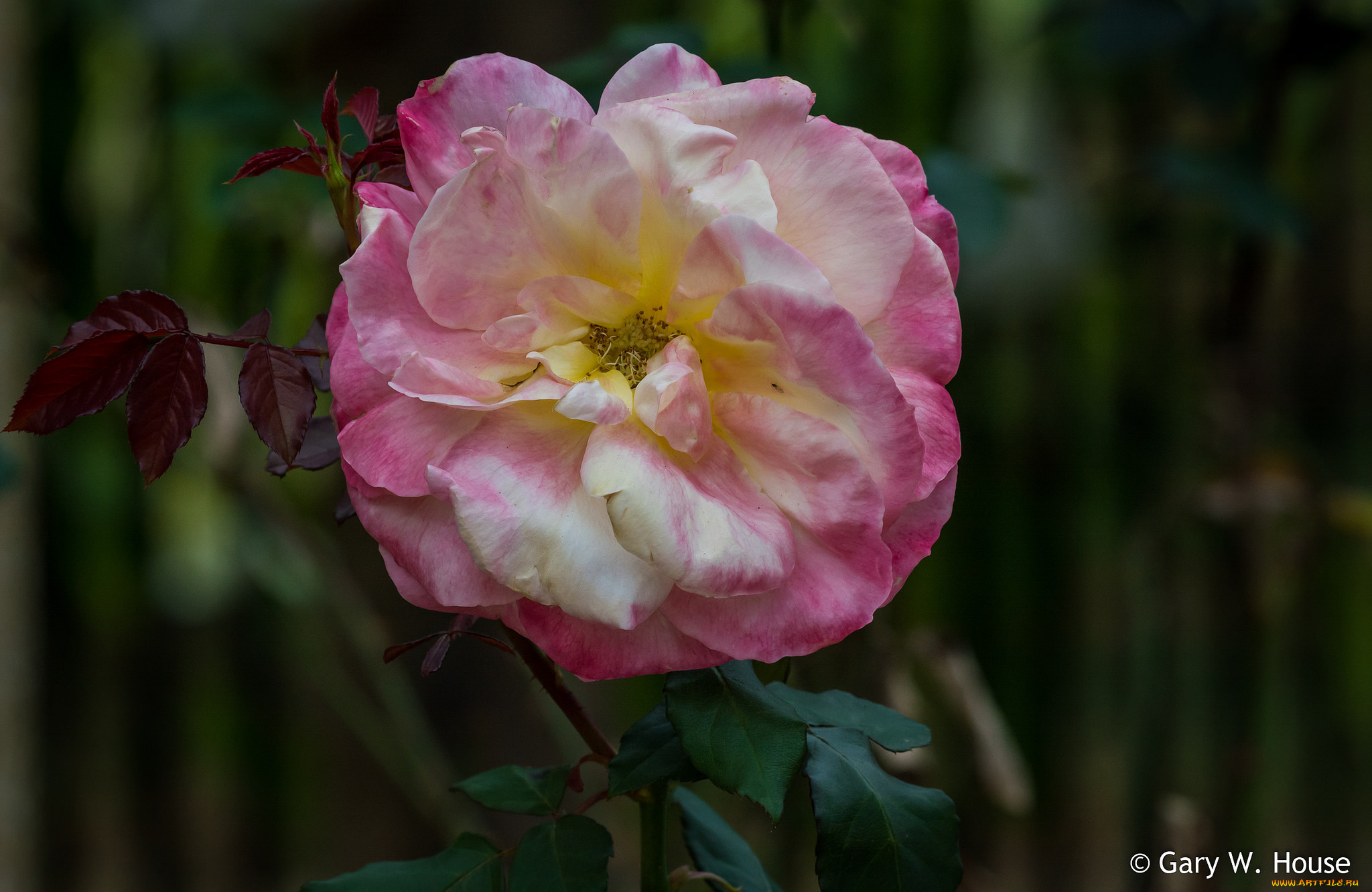 цветы, розы, роза