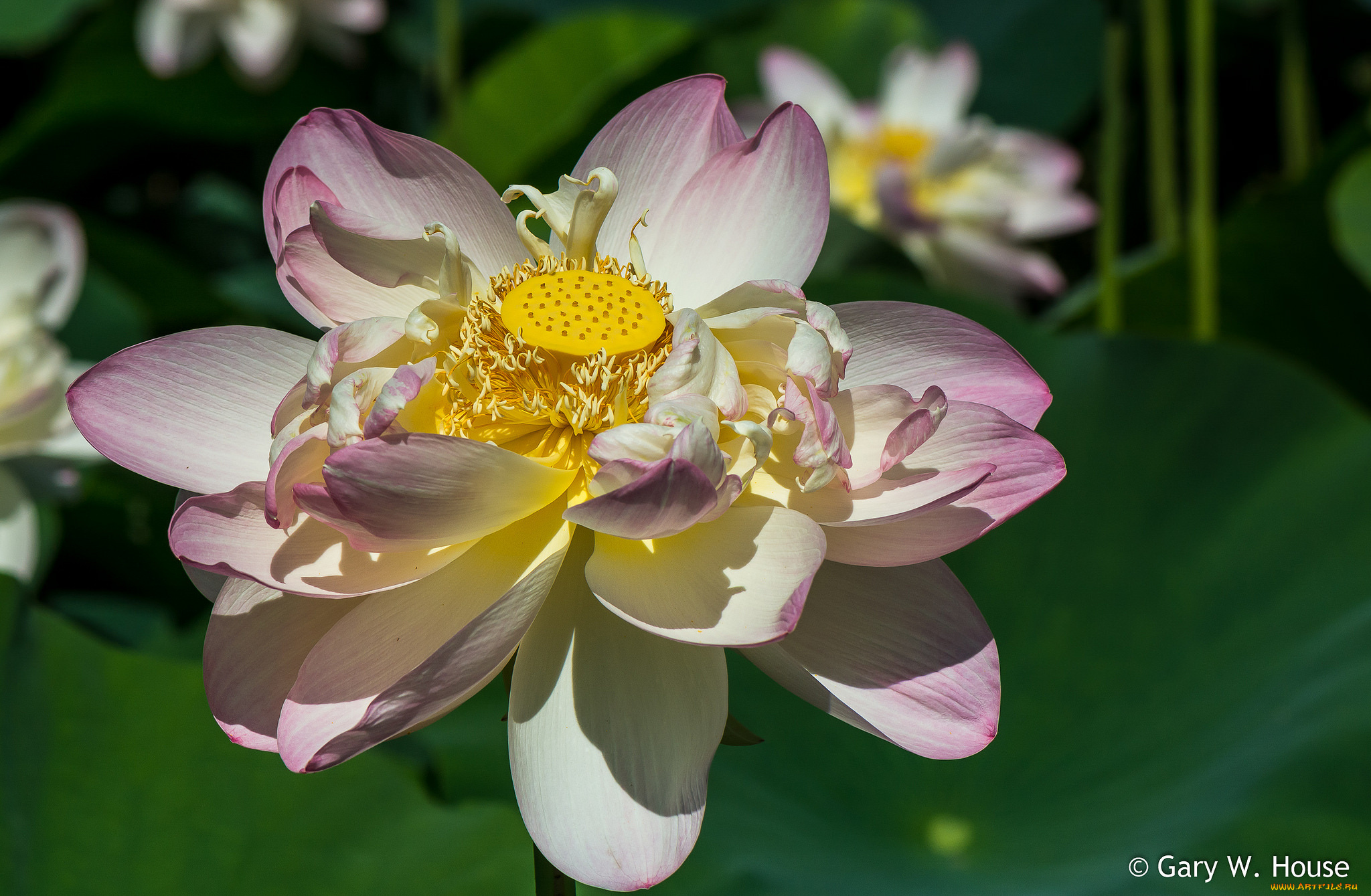 цветы, лотосы, лотос