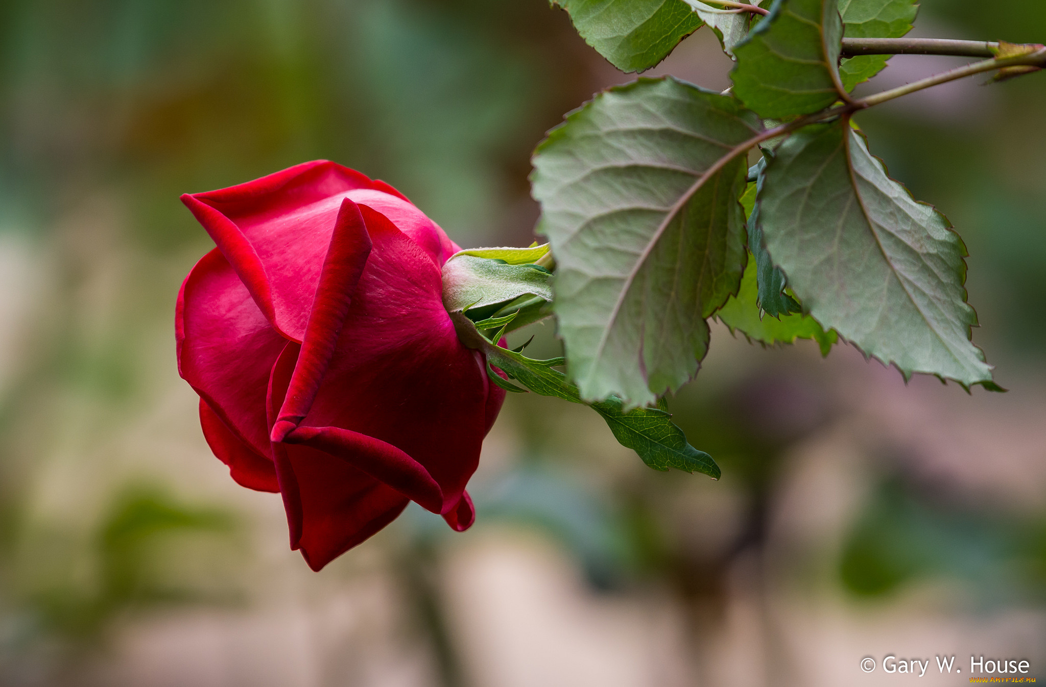 цветы, розы, роза