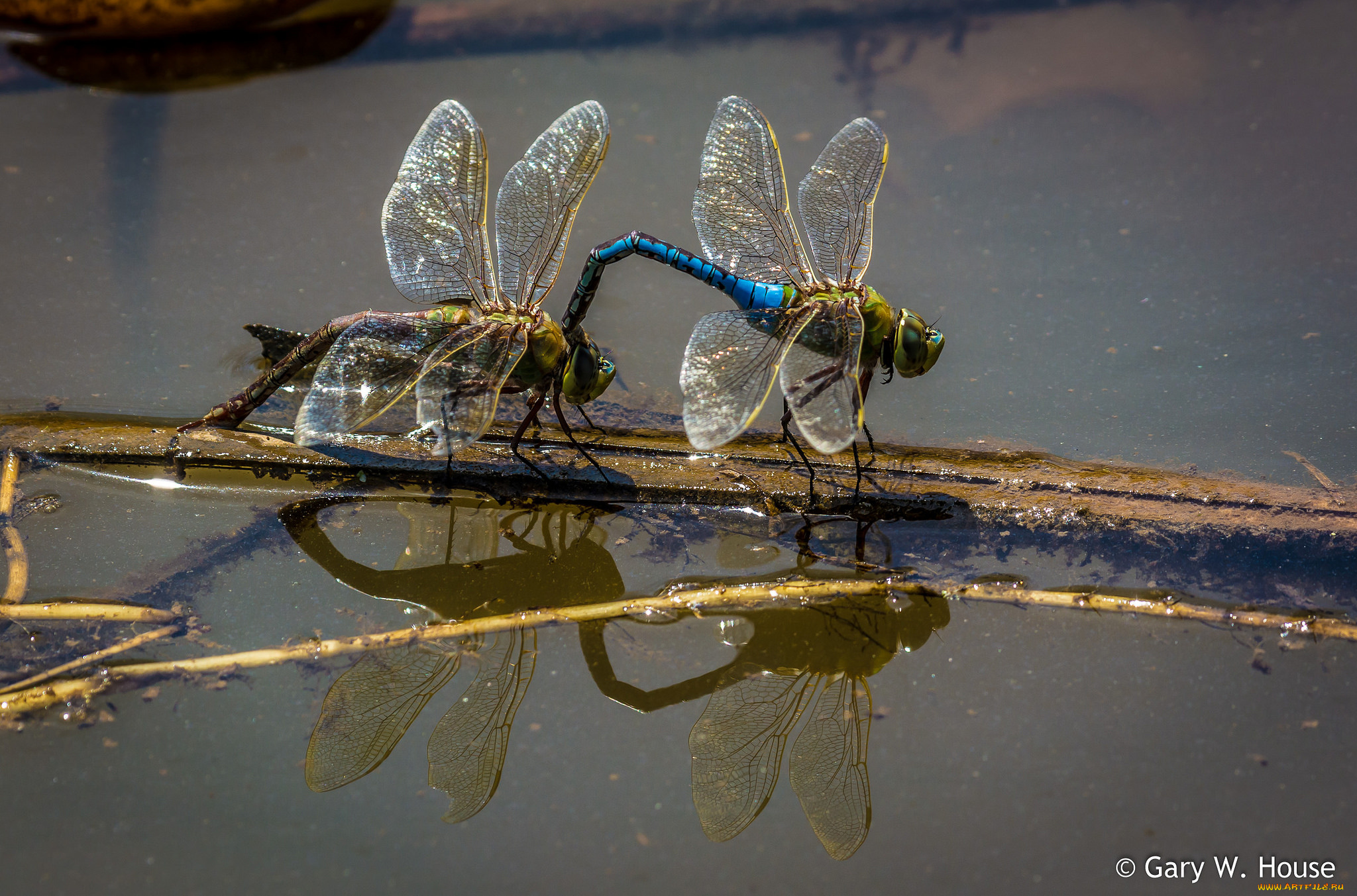 животные, стрекозы