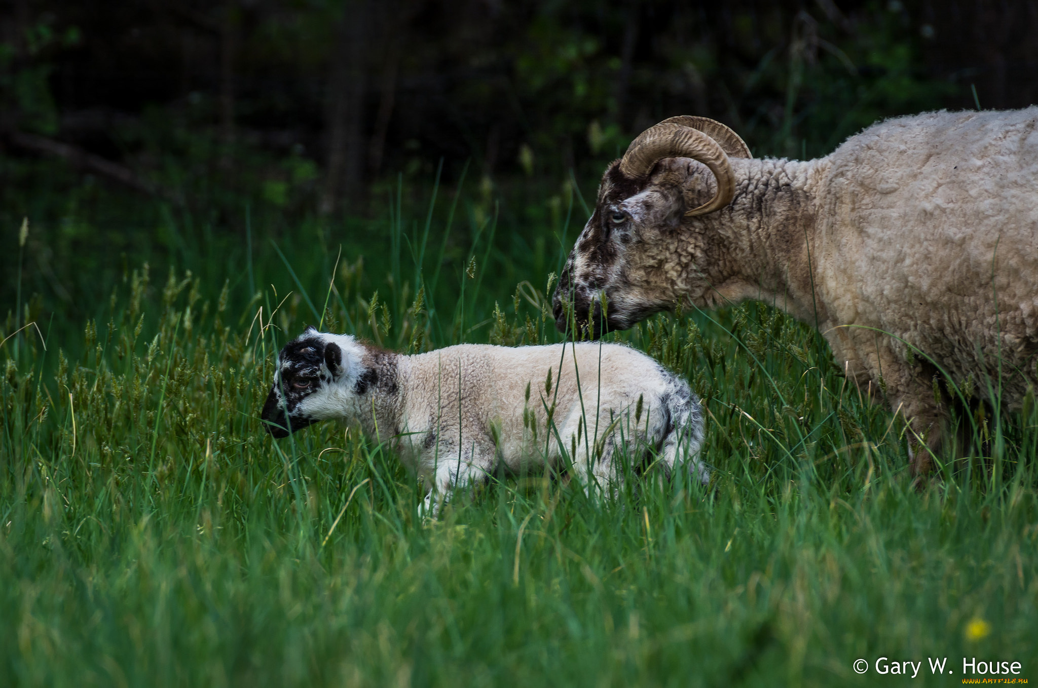 животные, овцы, , бараны, барашки