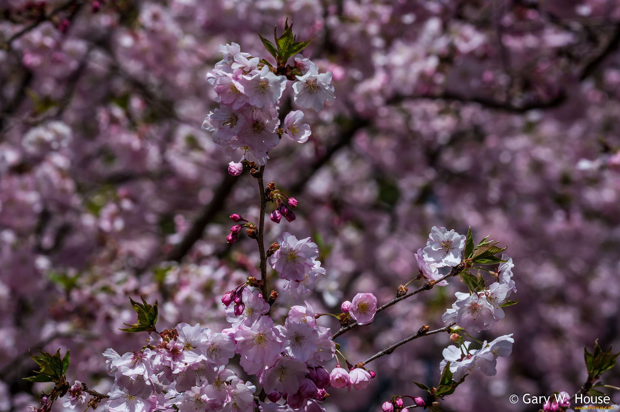 цветы, сакура, , вишня