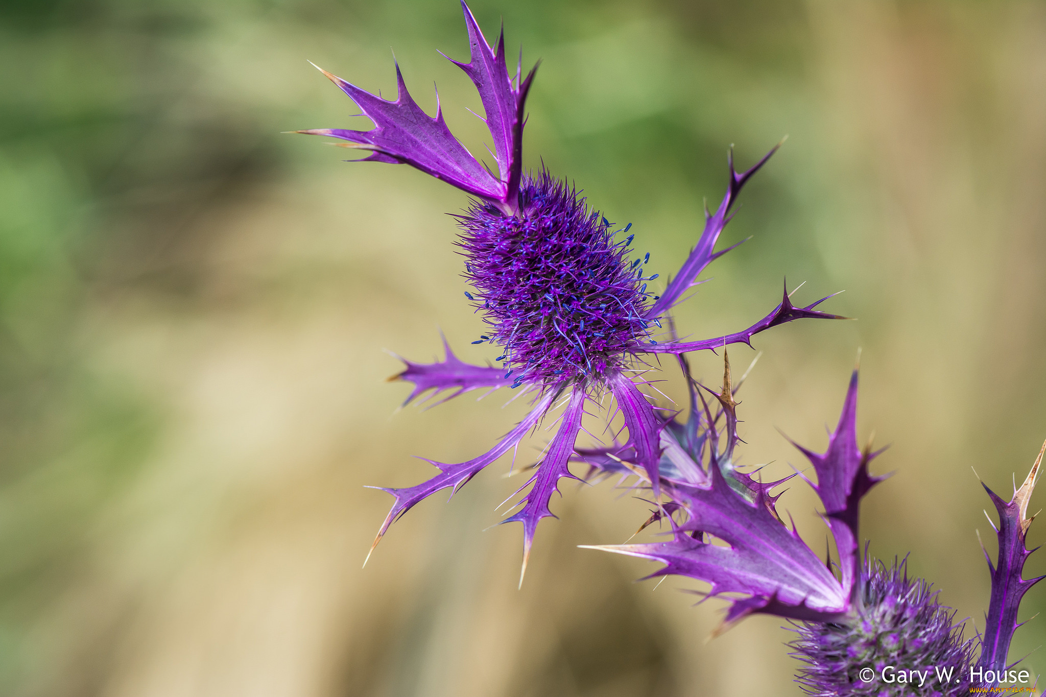 цветы, Чертополох, , репейник, калючка