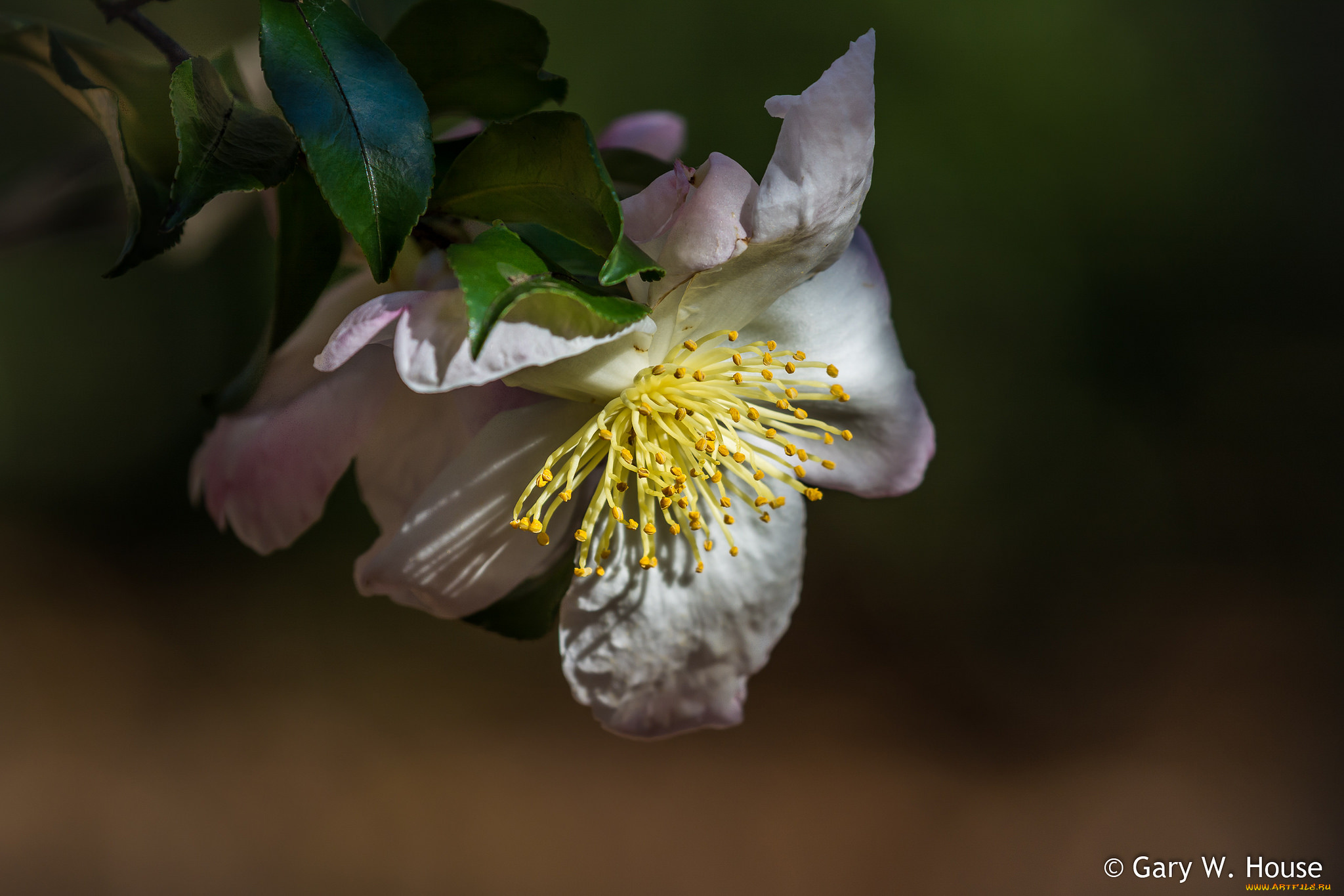 цветы, камелии, камелия