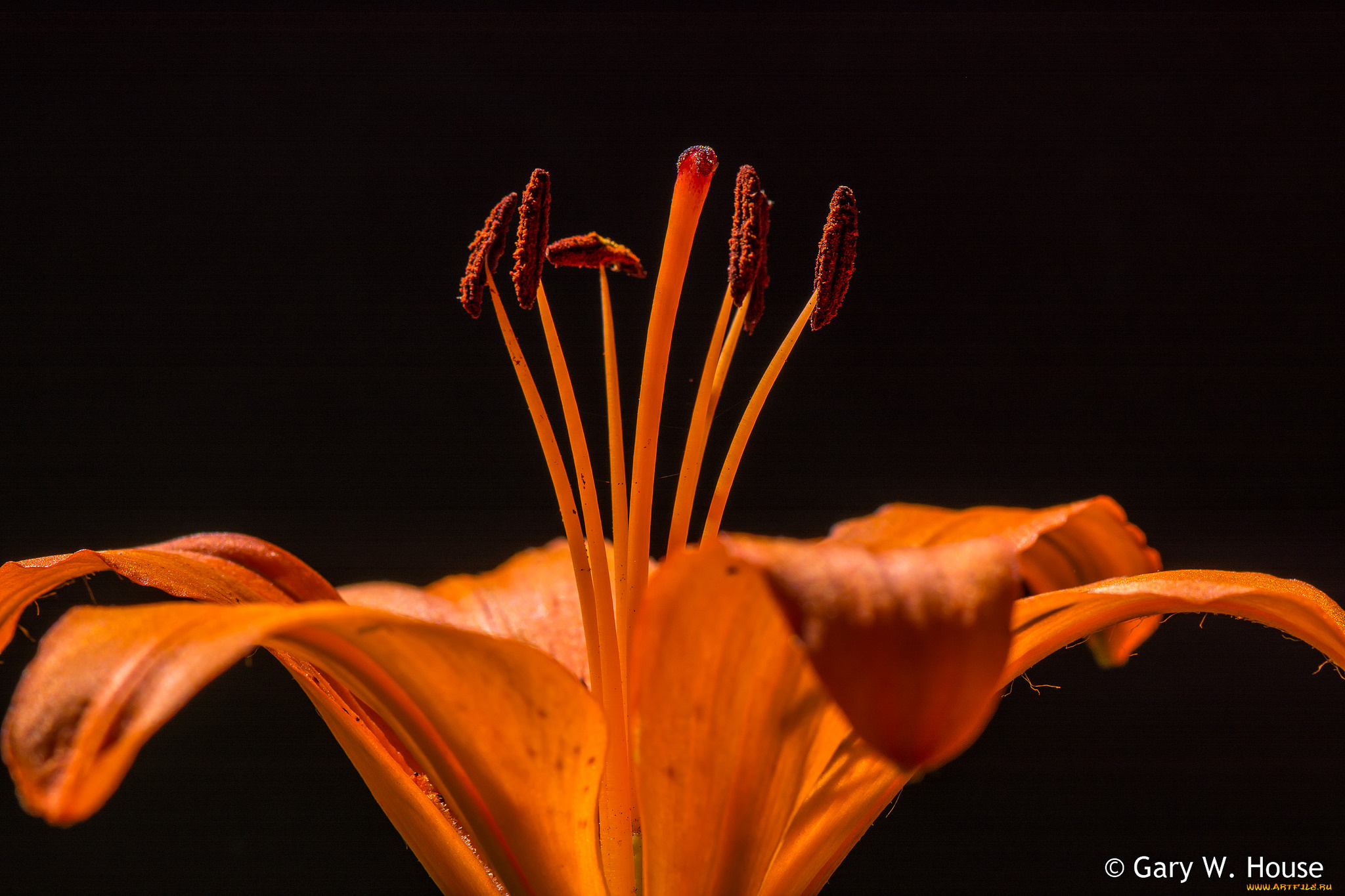 цветы, лилии, , лилейники, лилия