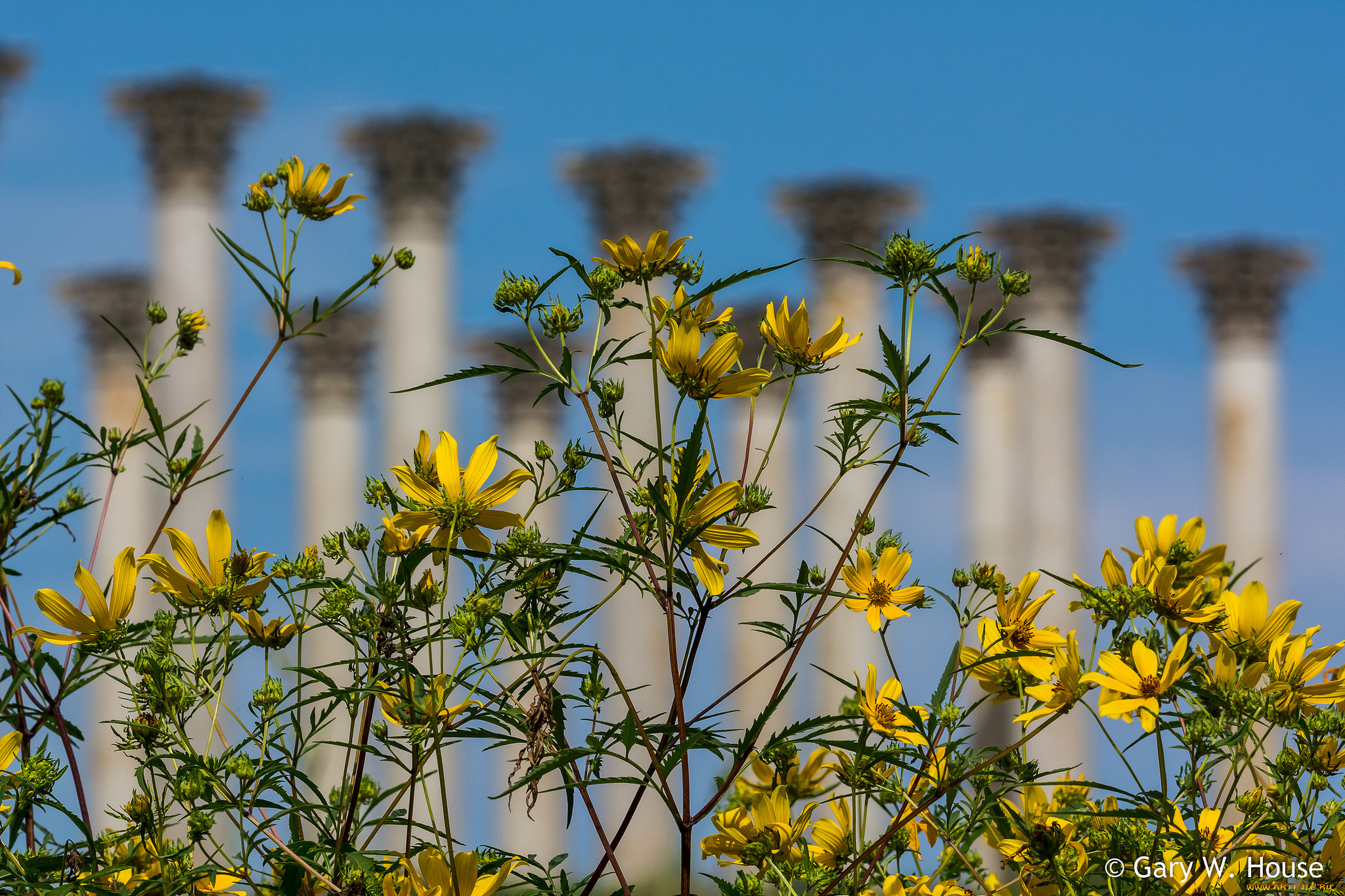 цветы, луговые, , полевые, , цветы, жёлтые