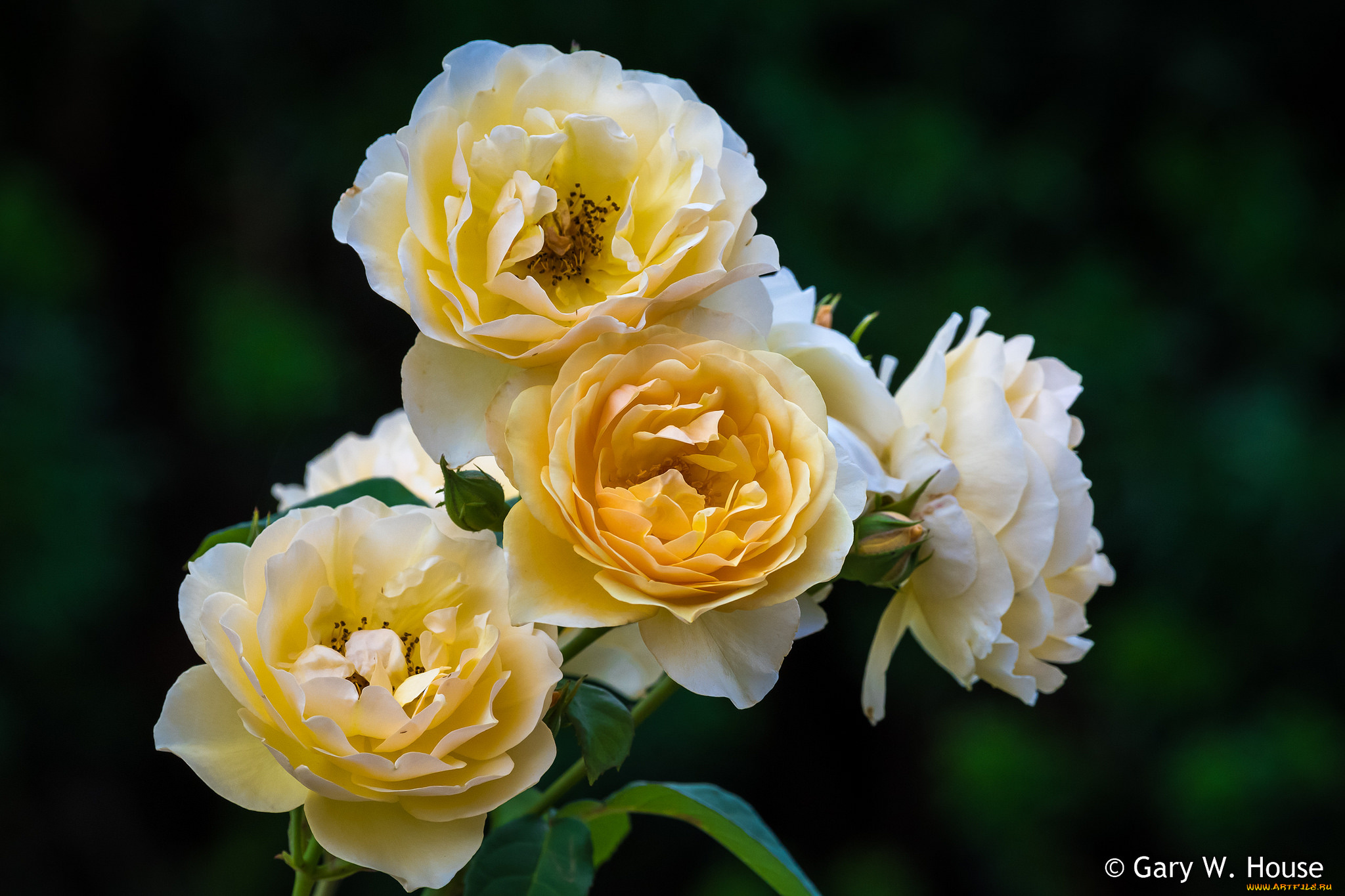 цветы, розы