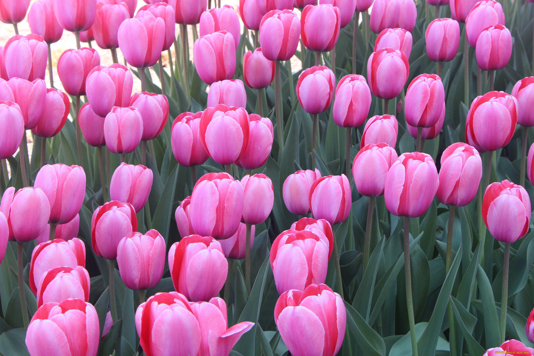 цветы, тюльпаны, сад, природа, листья, луг, лепестки, тюльпан