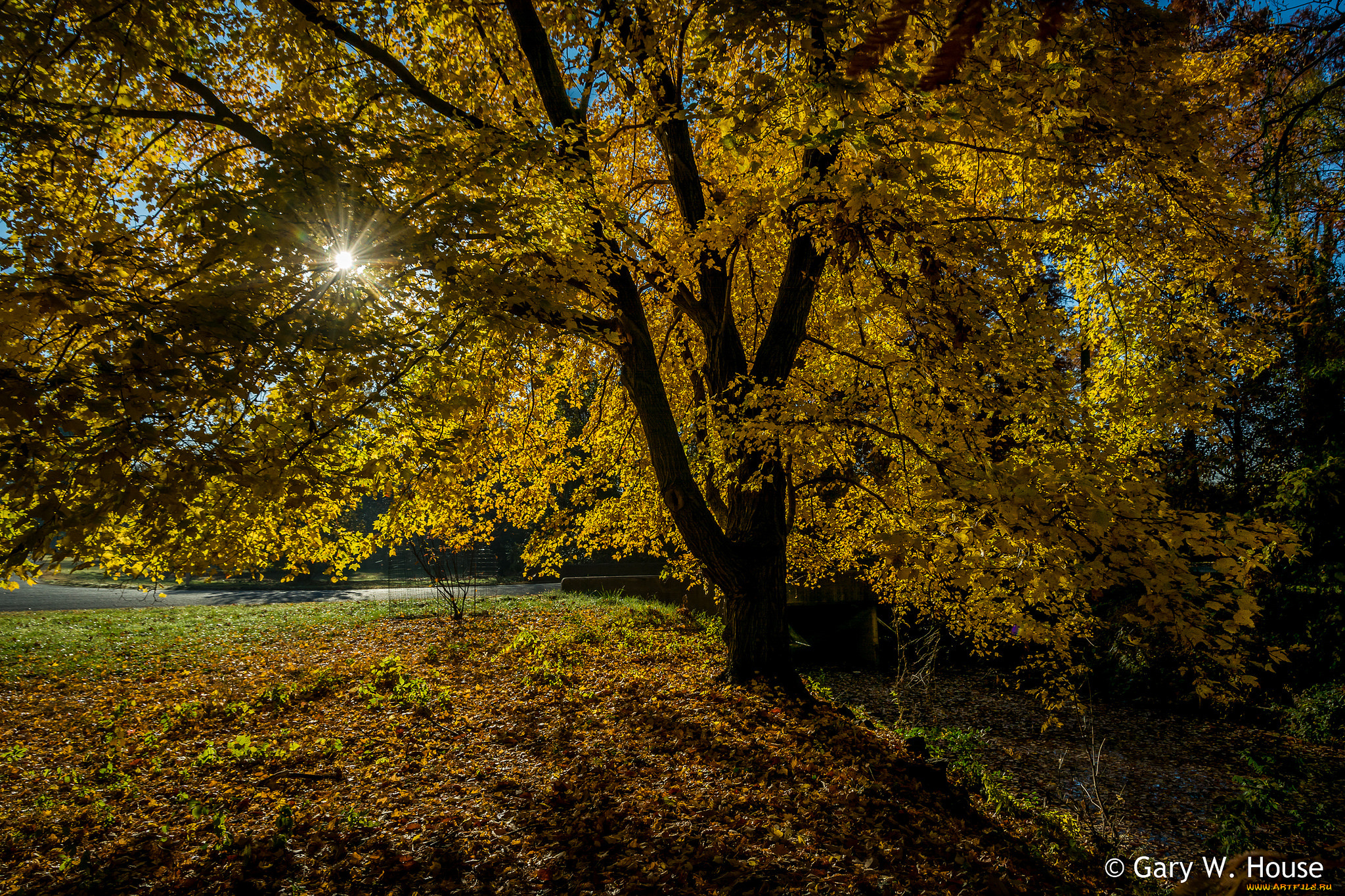 природа, деревья, осень