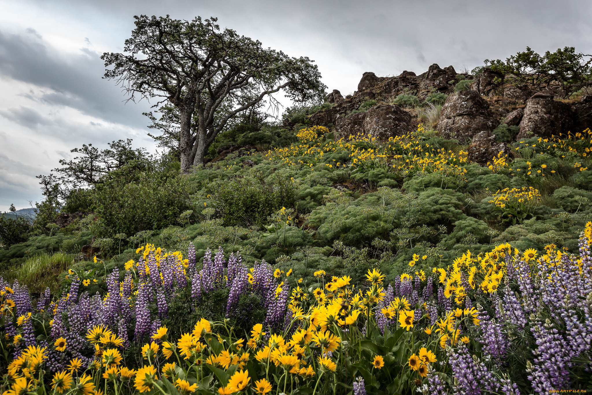 природа, луга, простор