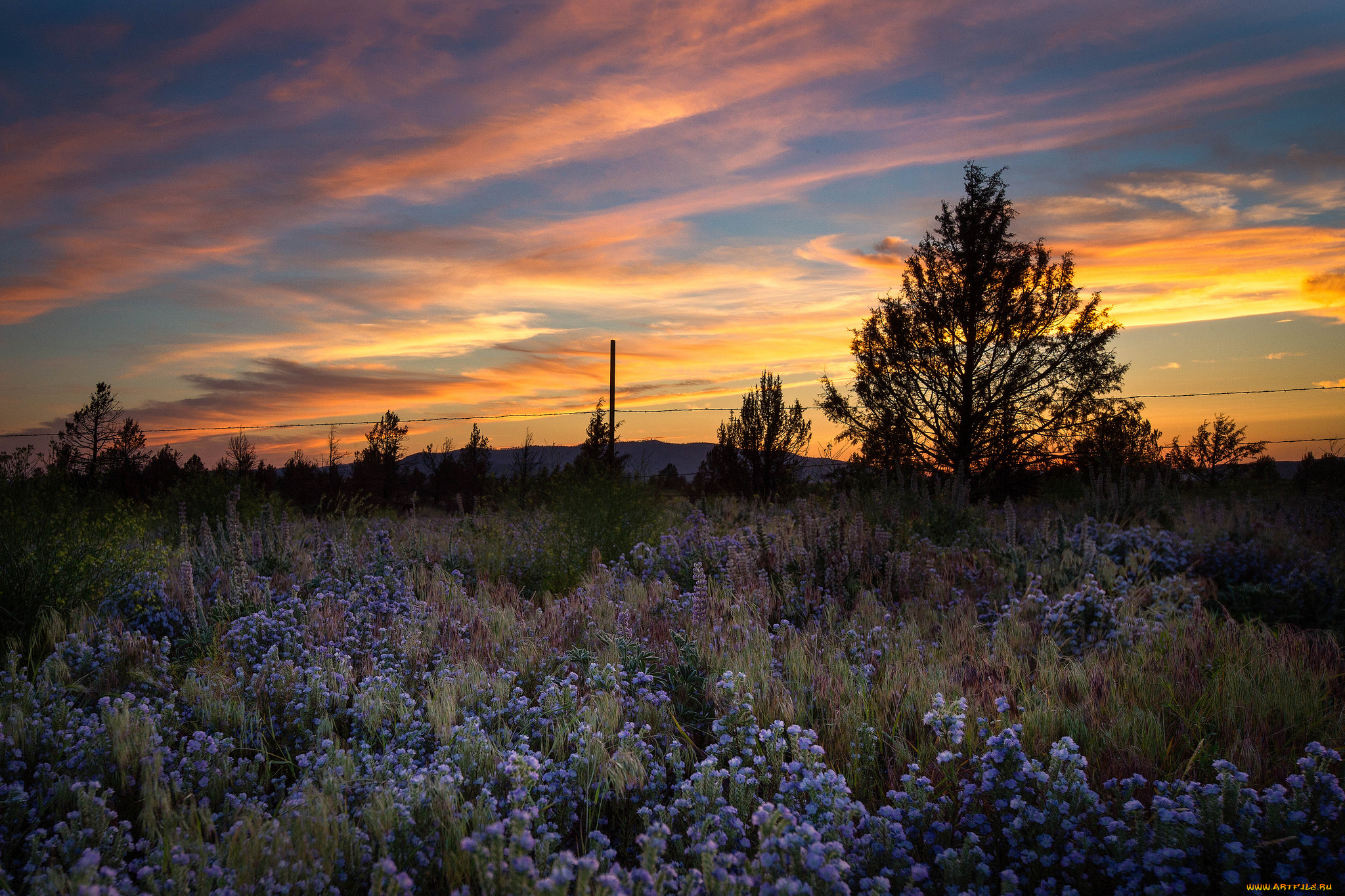 природа, луга, простор