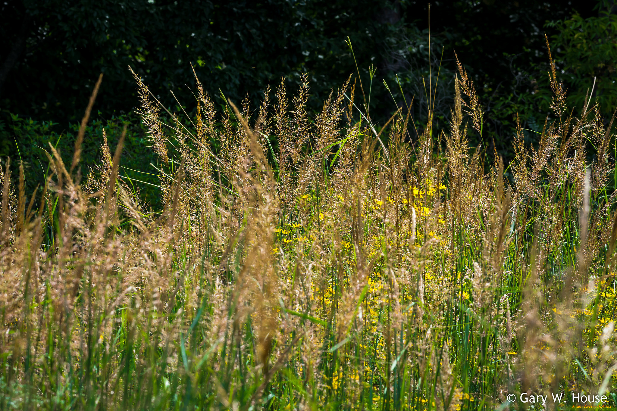 природа, макро, трава