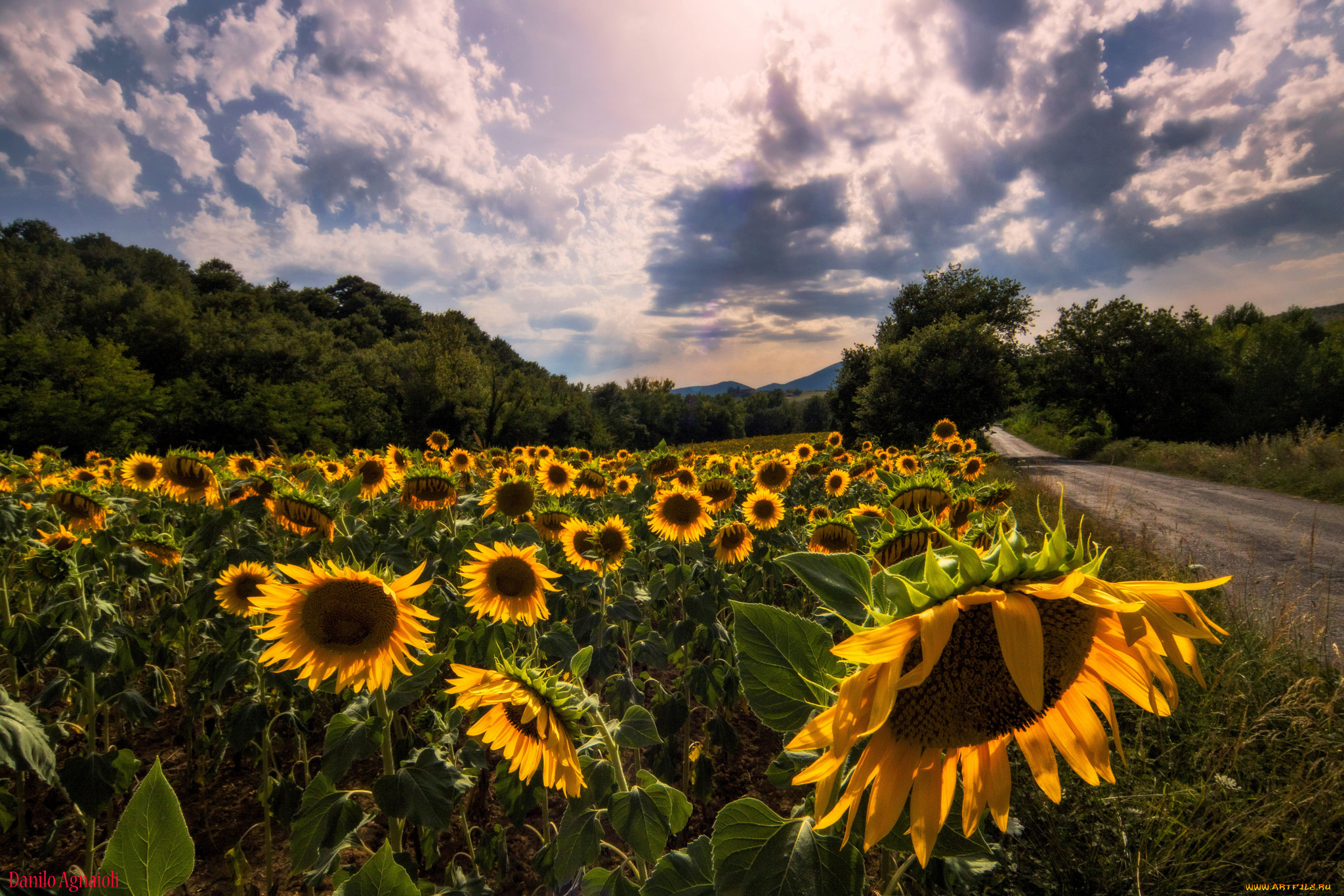 природа, поля, простор