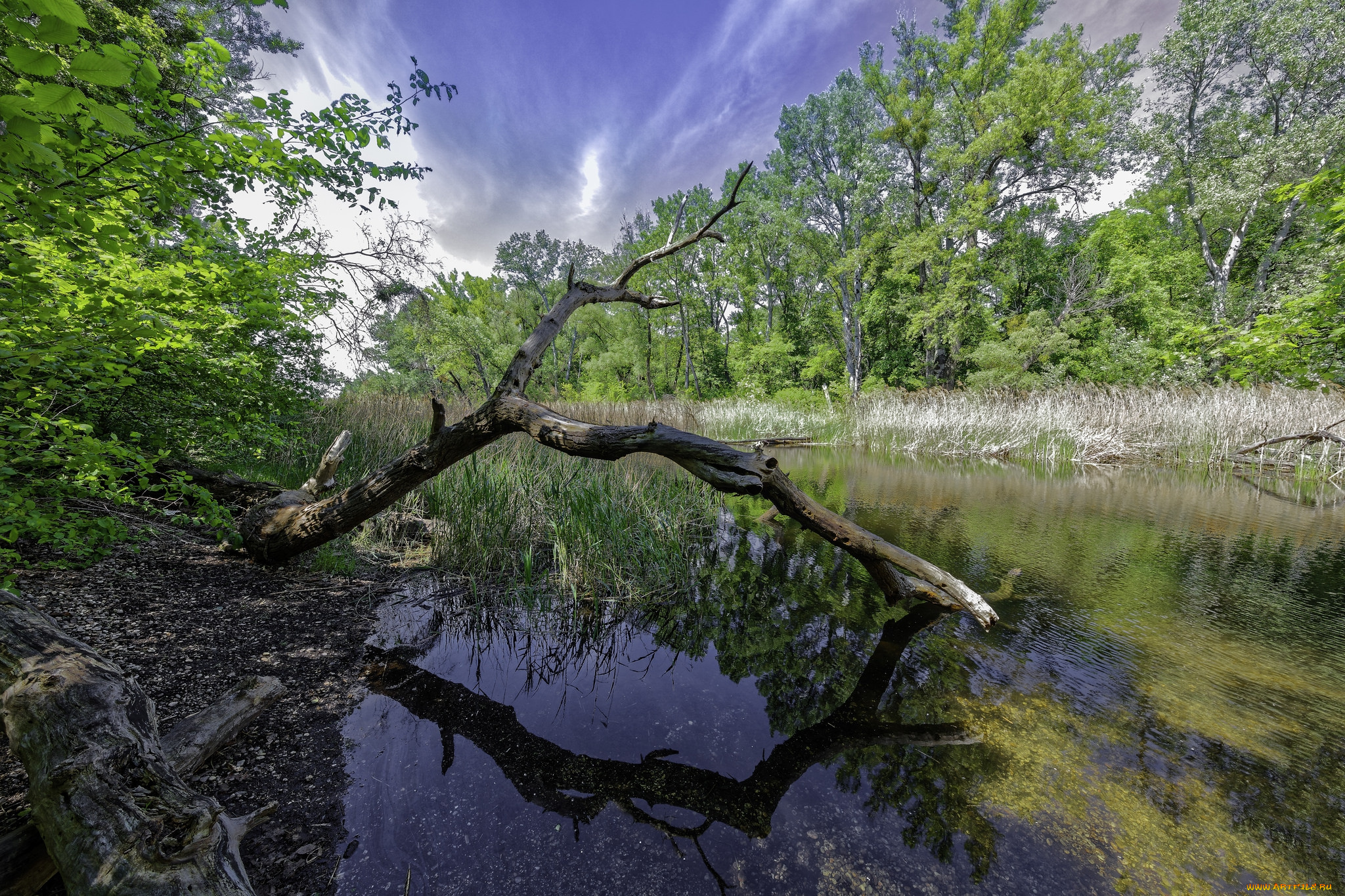природа, реки, озера, река, лес