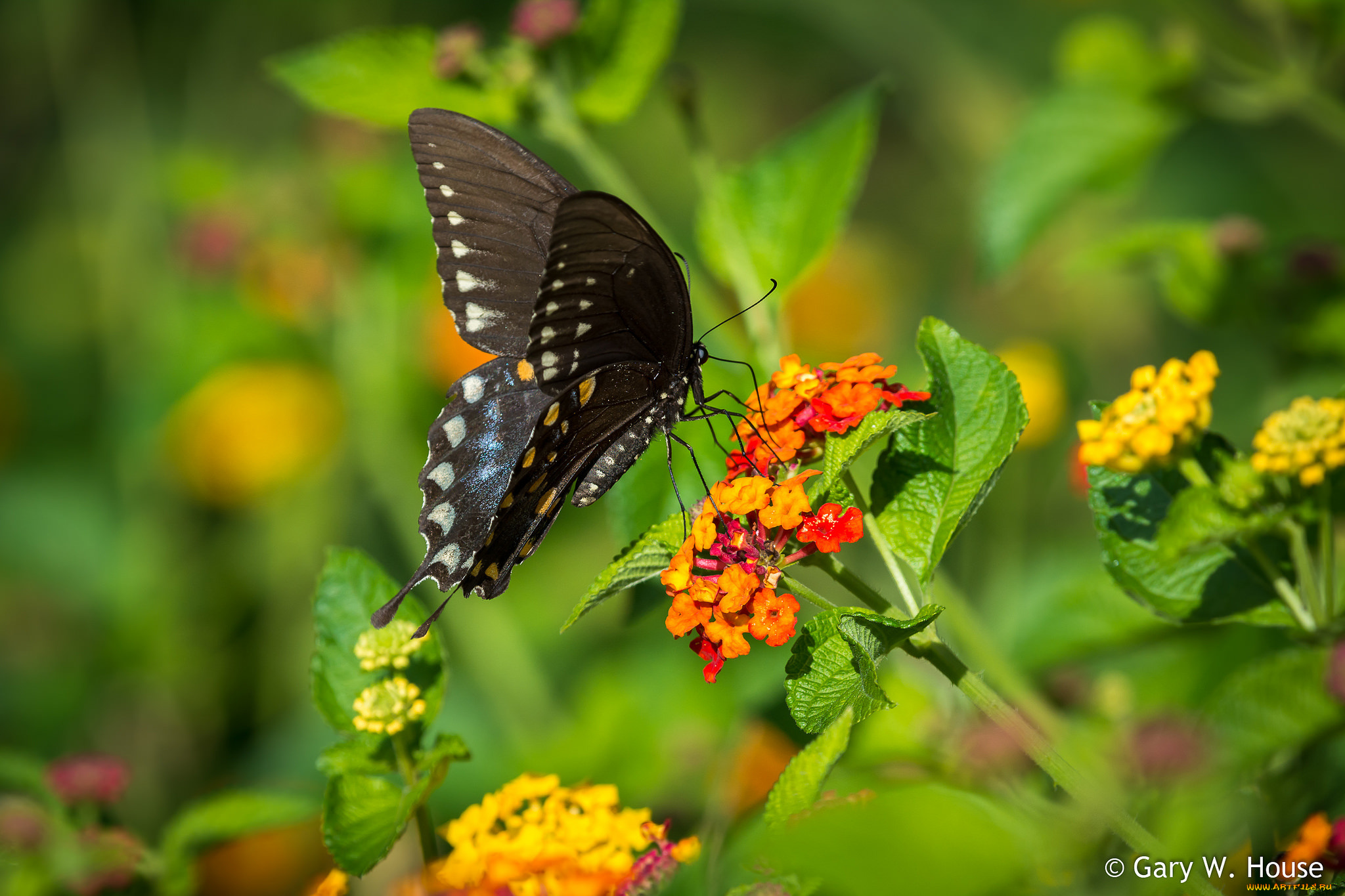 животные, бабочки, , мотыльки, , моли, бабочка
