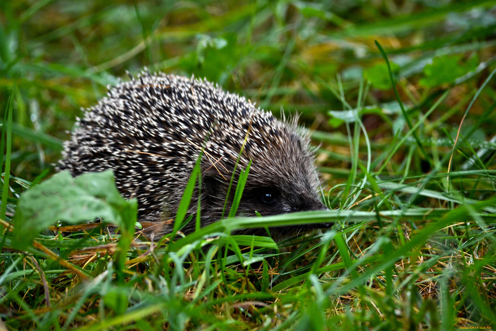 животные, ежи, ёж, луг, трава