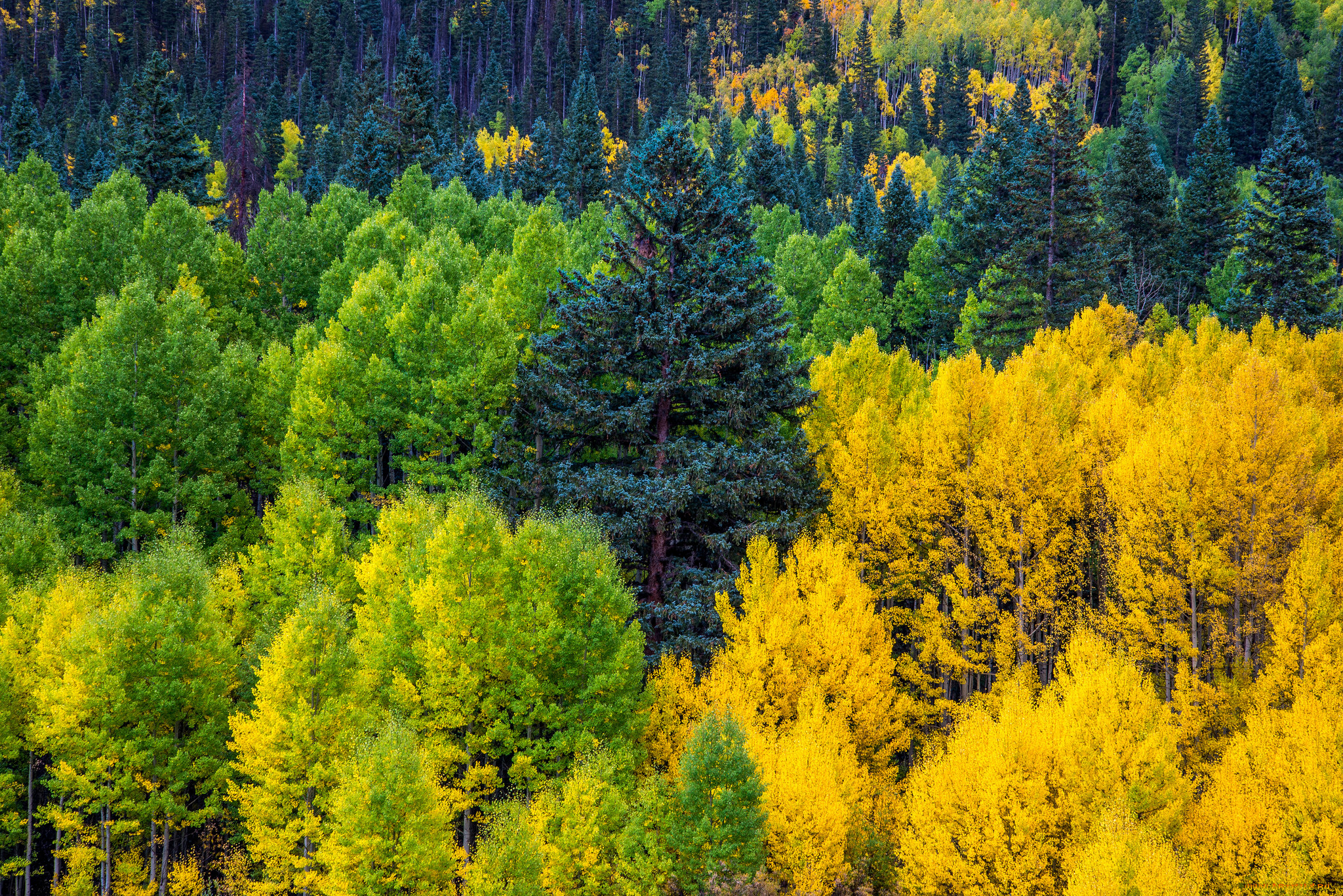 природа, лес, простор