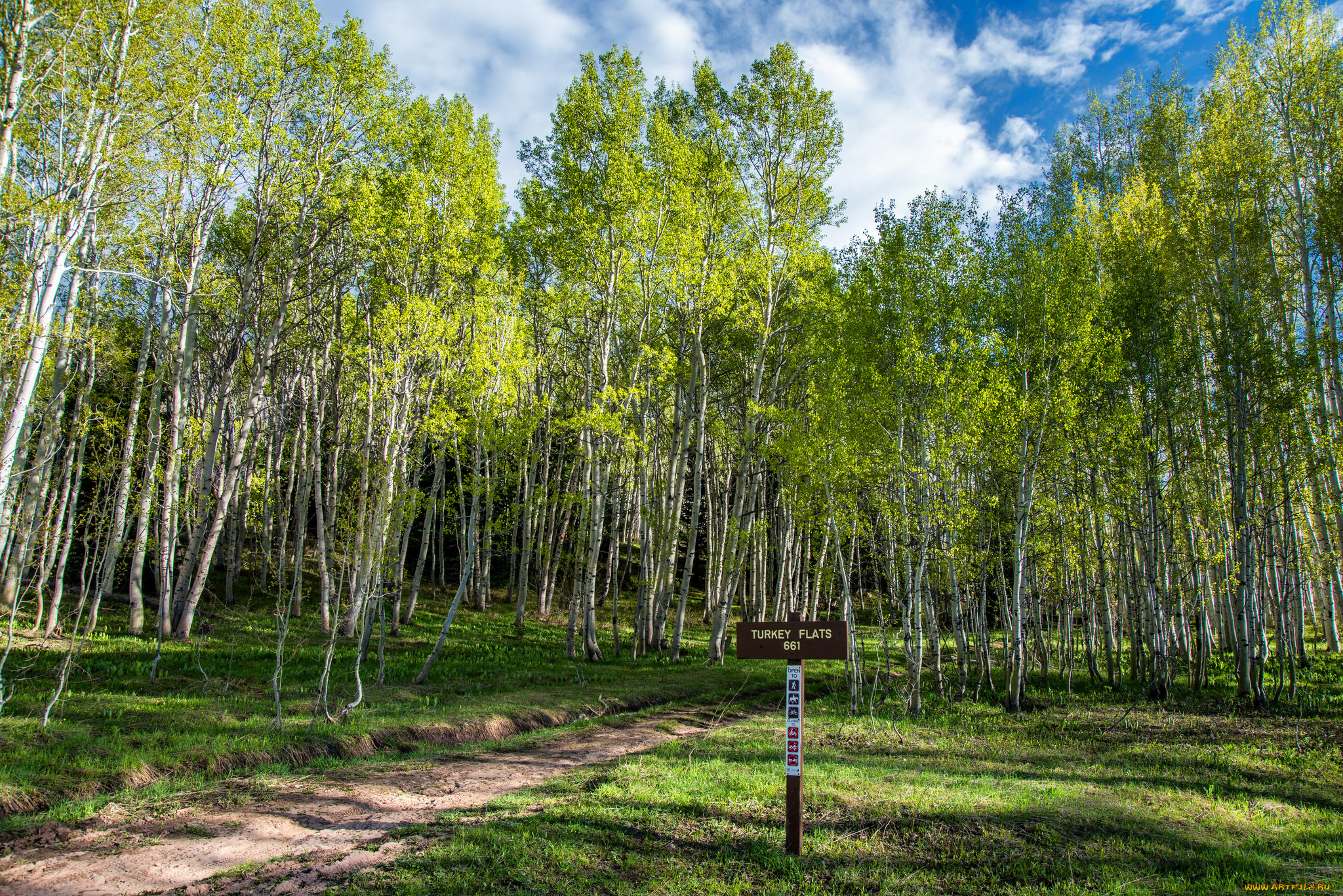 природа, лес, простор