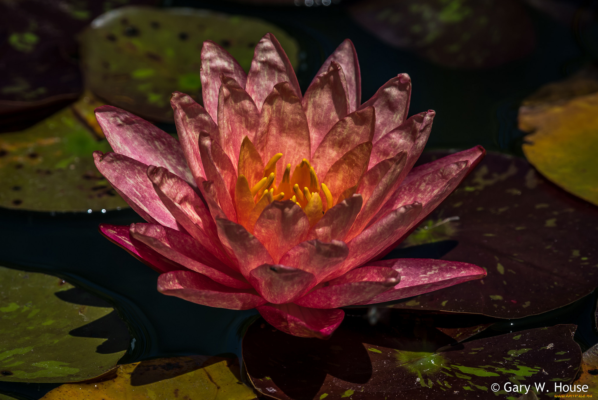 цветы, лилии, водяные, , нимфеи, , кувшинки, лилия